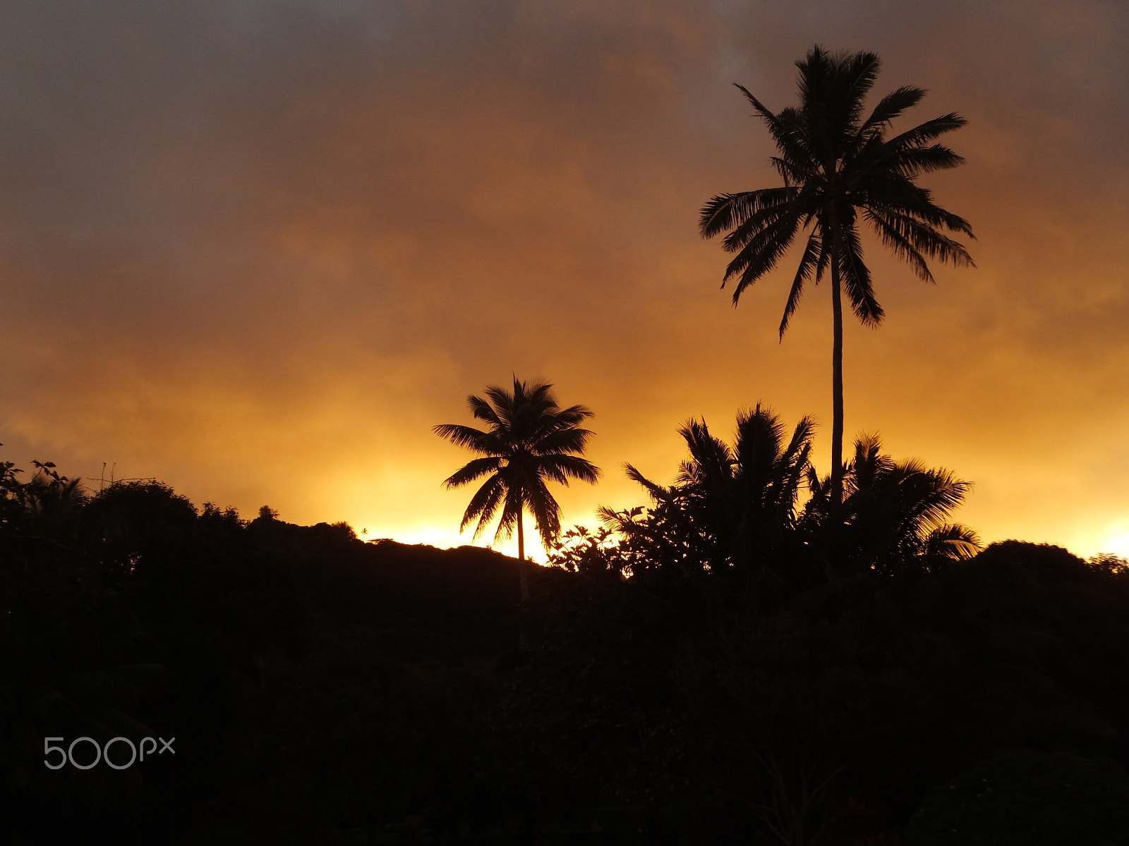 Fujifilm FinePix F660EXR sample photo. Palm tree sunset photography
