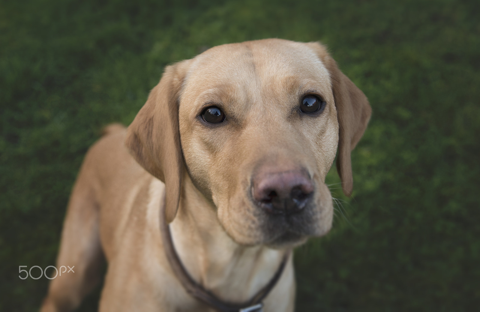 Sigma 24-70mm F2.8 EX DG HSM sample photo. Yellow labrador retriever photography