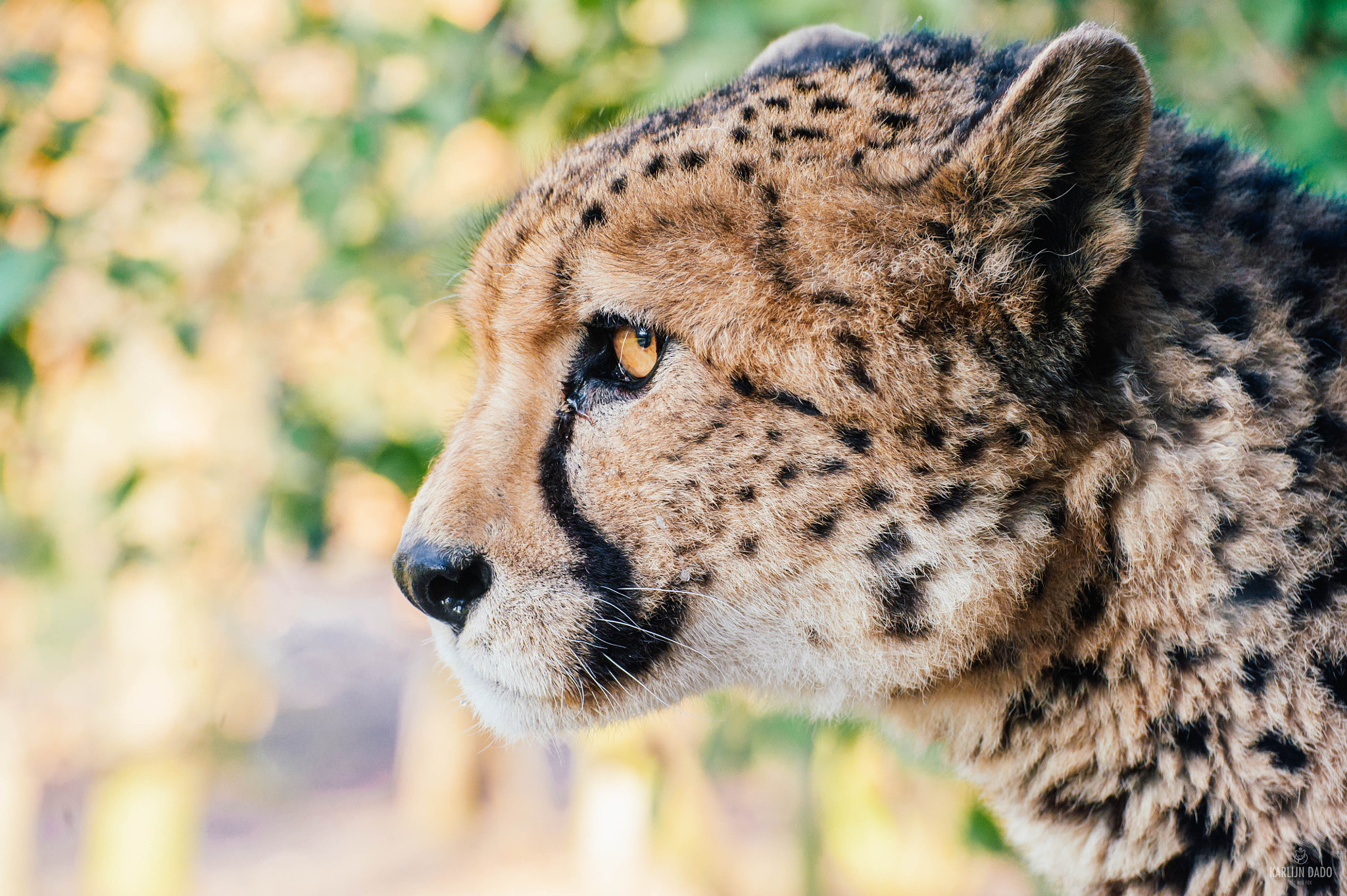 Nikon D700 sample photo. Cheetah profile photography