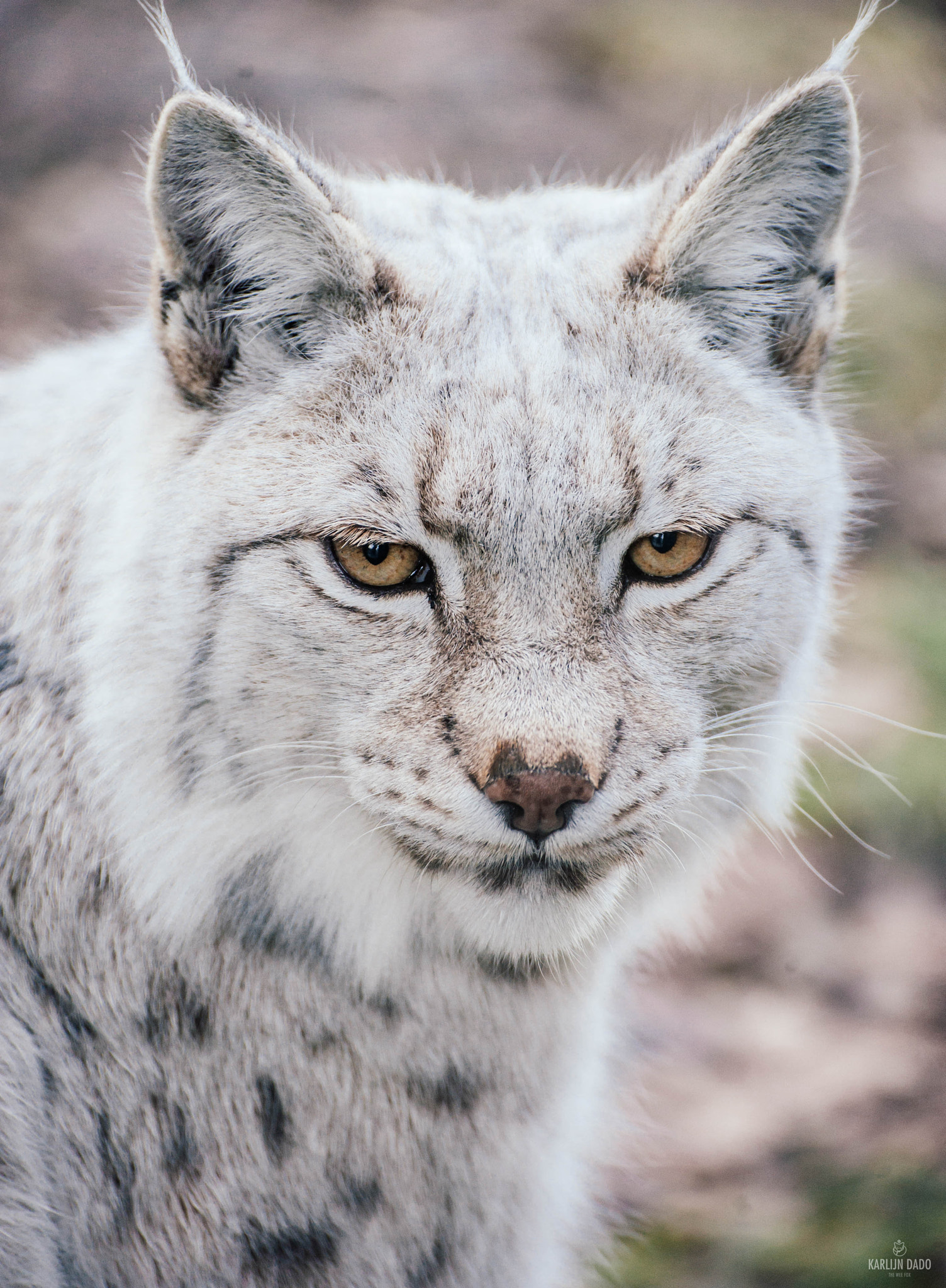Nikon D700 sample photo. The white lynx looking a tad annoyed. photography
