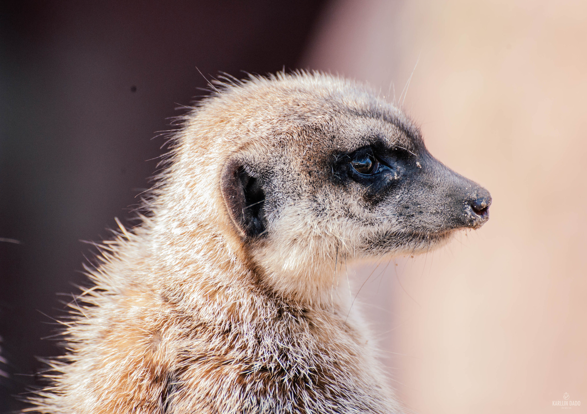 Nikon D700 sample photo. Model meerkat. photography