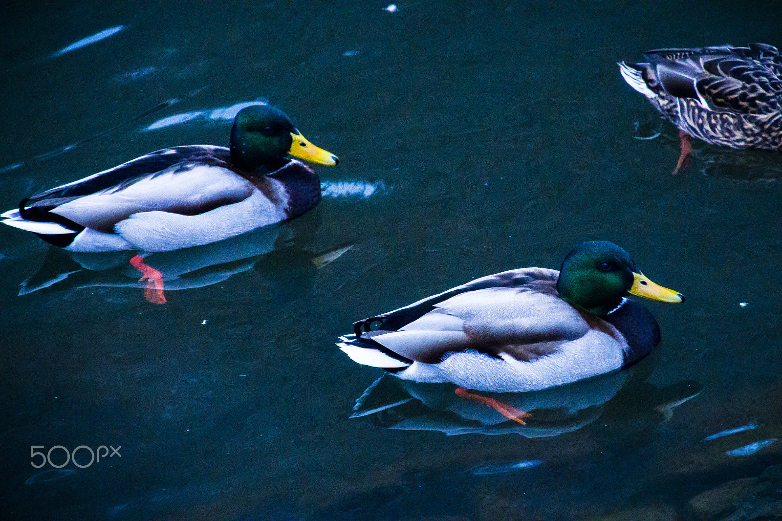 Canon EOS 700D (EOS Rebel T5i / EOS Kiss X7i) + Canon TS-E 90mm F2.8 Tilt-Shift sample photo. Duck 8 photography