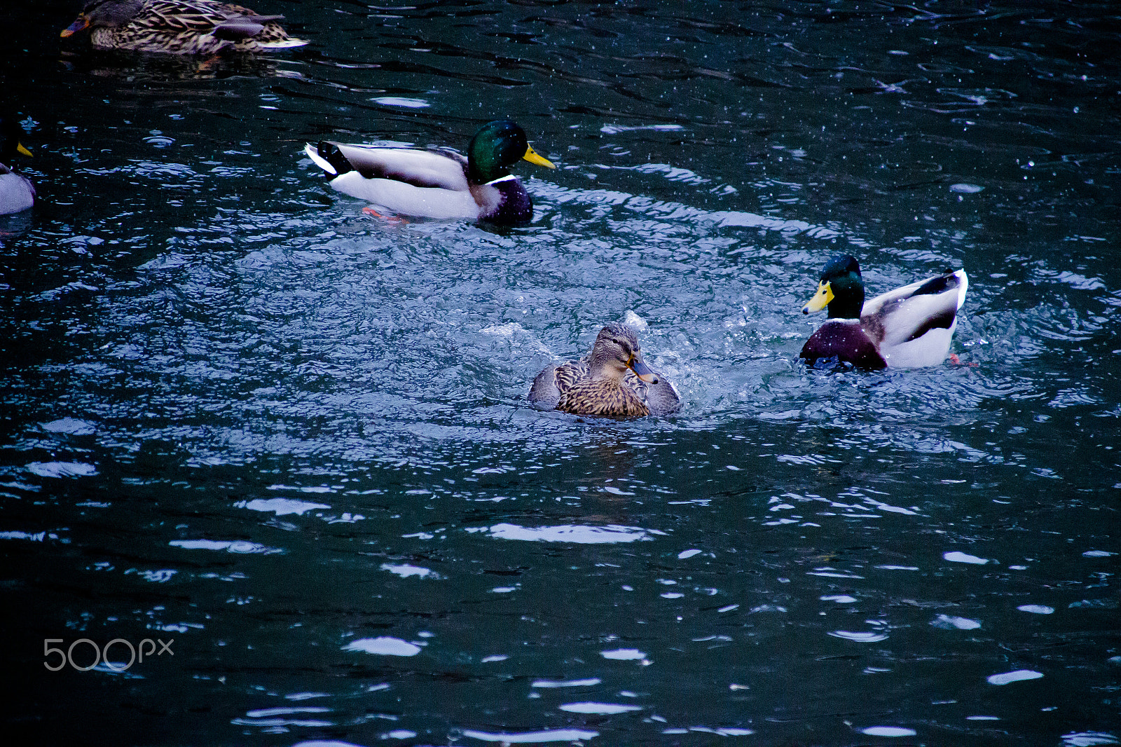 Canon EOS 700D (EOS Rebel T5i / EOS Kiss X7i) + Canon TS-E 90mm F2.8 Tilt-Shift sample photo. Duck 7 photography