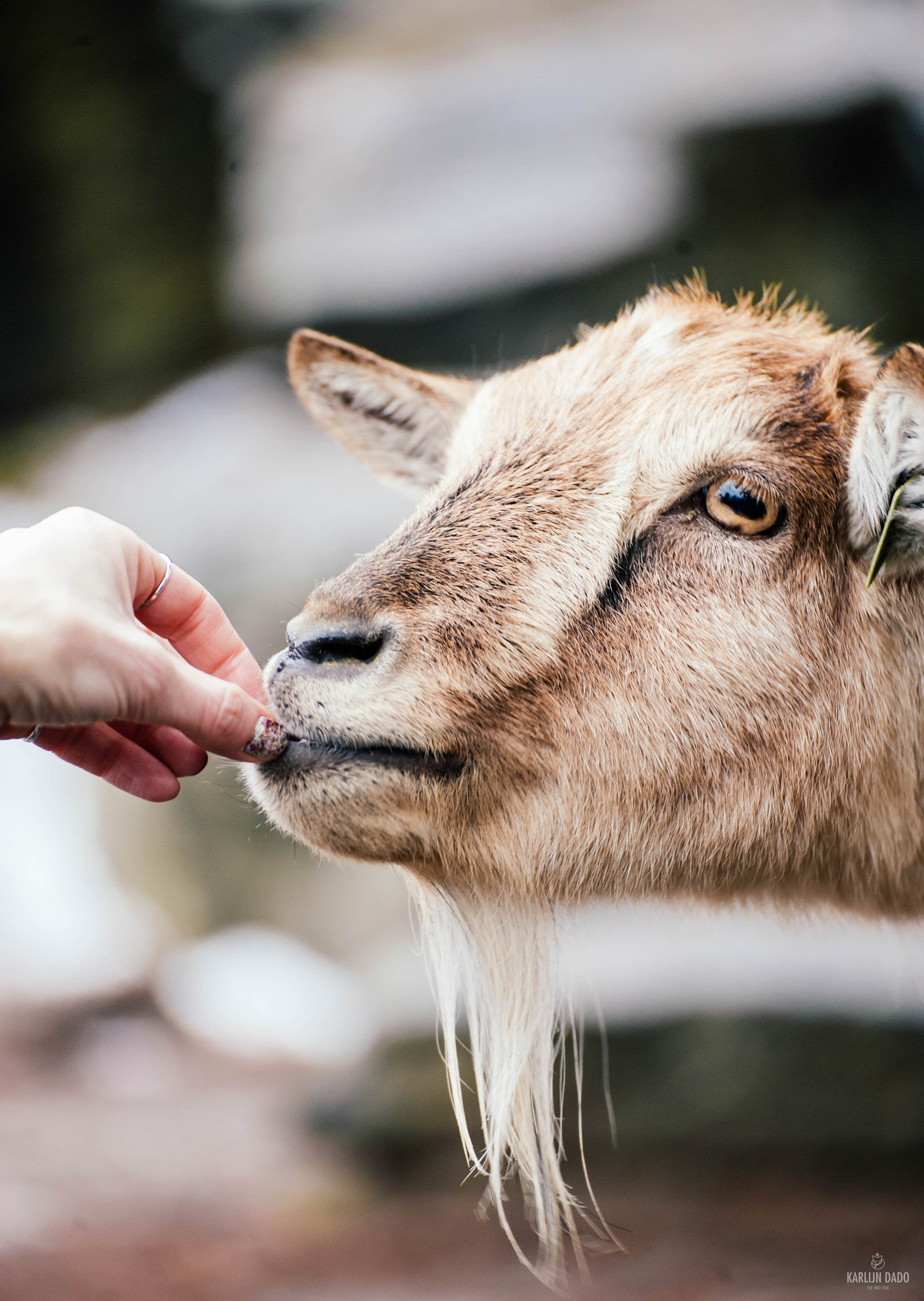 Nikon D700 sample photo. Nibble. photography