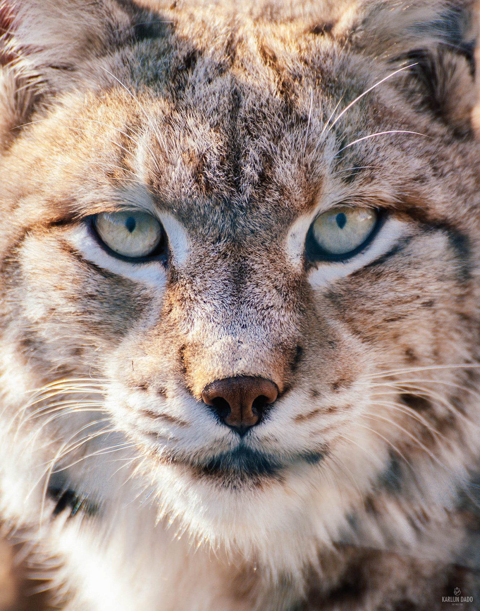 Nikon D700 sample photo. Lynx portrait. photography