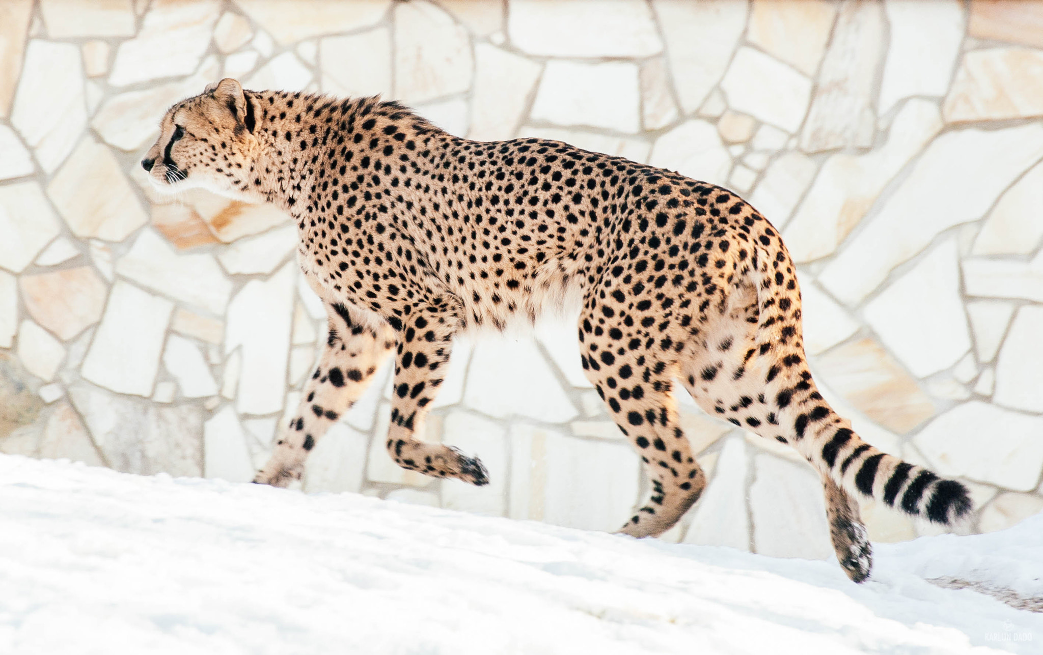 Nikon D700 sample photo. Cheetah running through the snow. photography