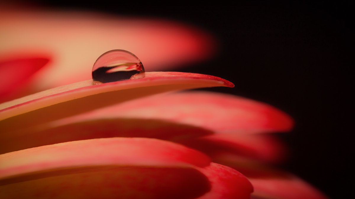 Sigma 105mm F2.8 EX DG OS HSM sample photo. Waterdrop photography