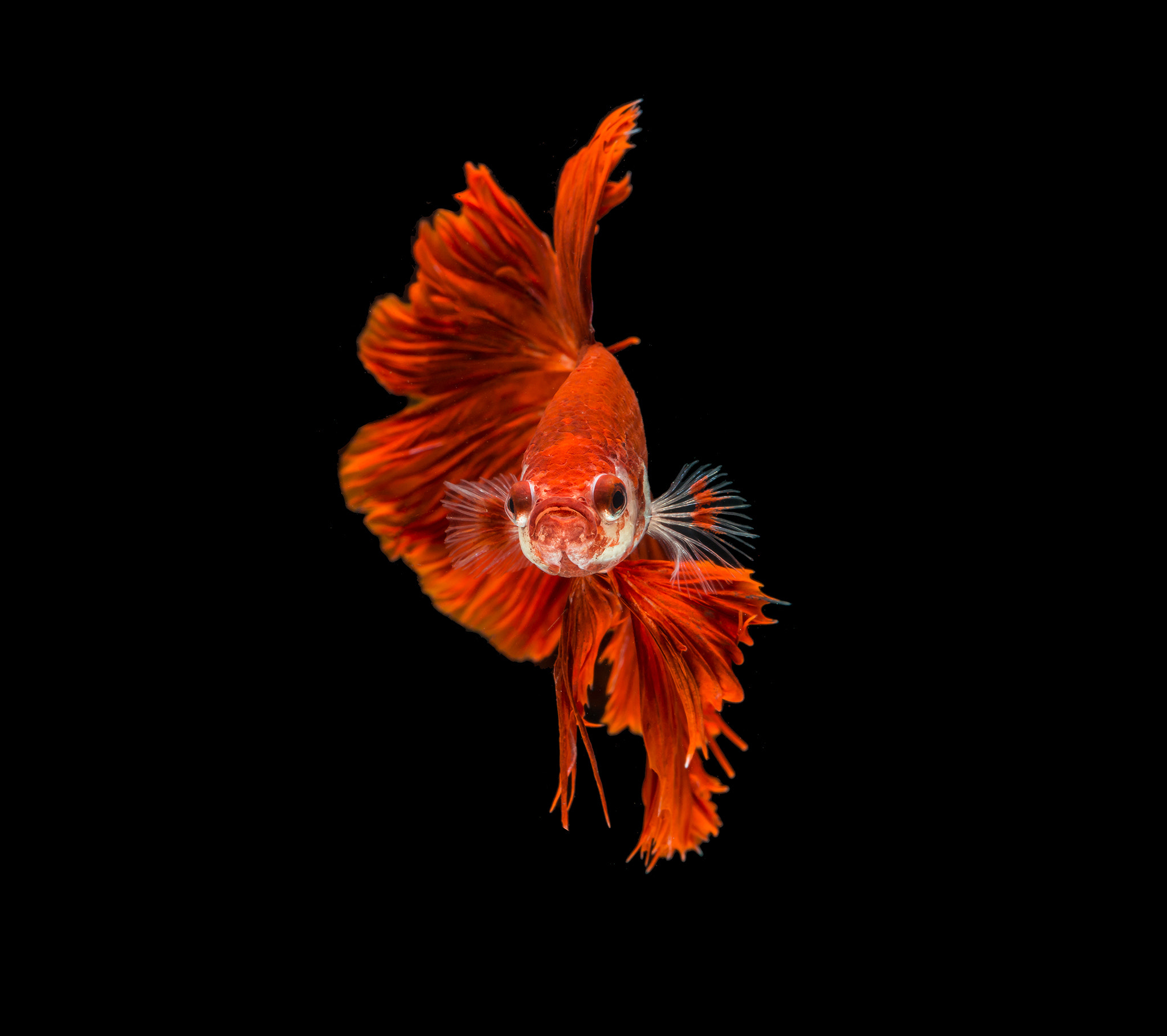 Nikon AF-S Micro-Nikkor 60mm F2.8G ED sample photo. Raa photography