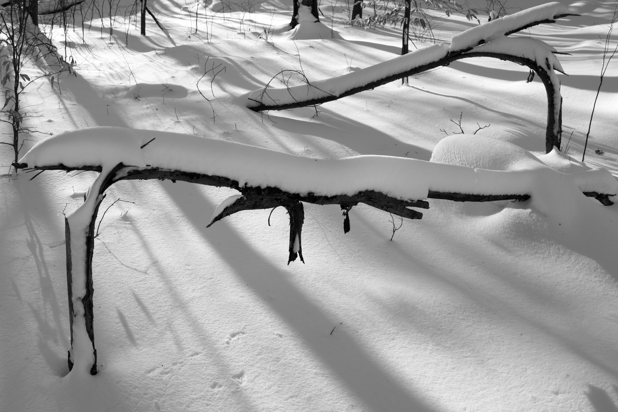 Pentax K-1 sample photo. Geometry of fallen trees photography