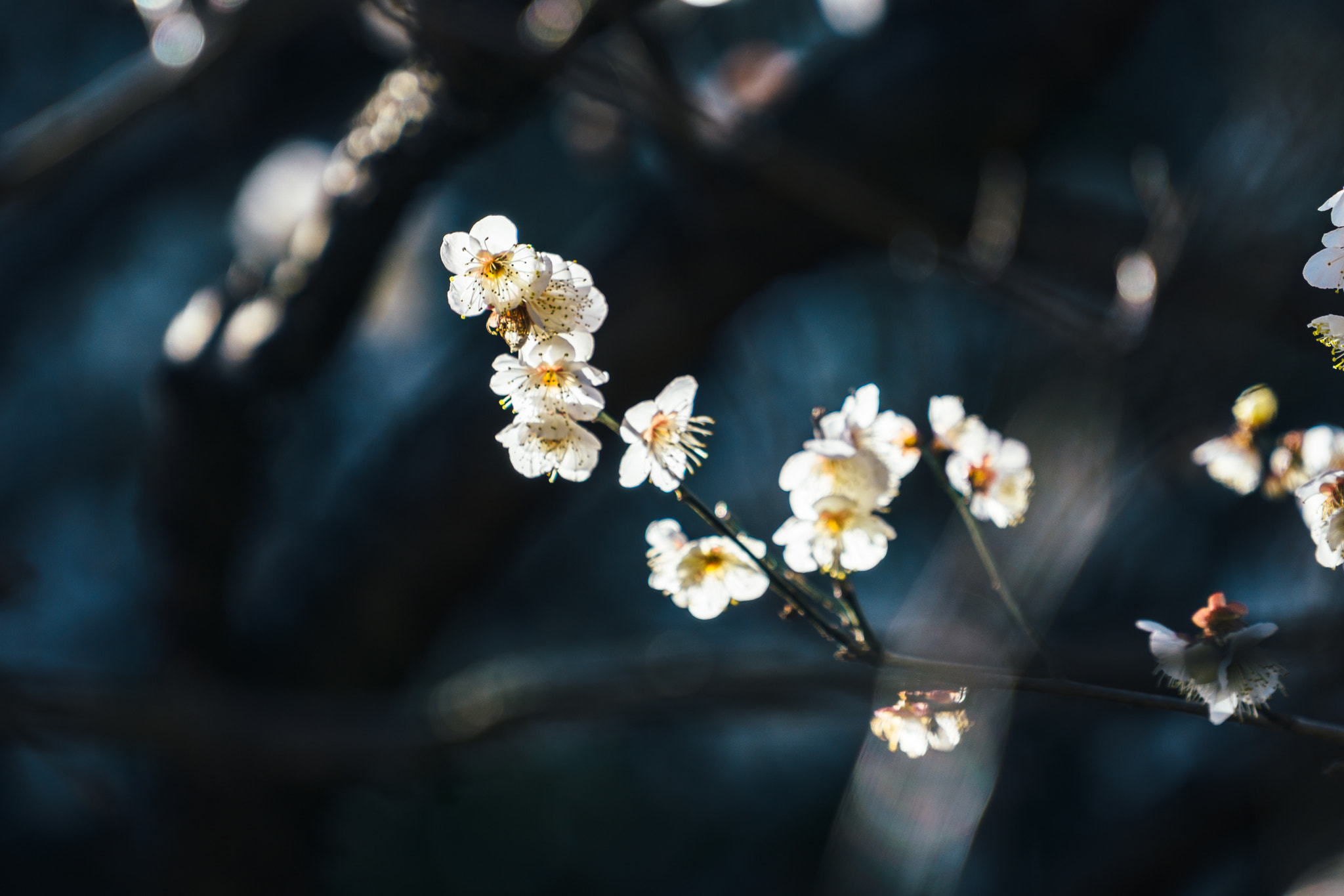 Sony a6000 + Sony FE 70-200mm F4 G OSS sample photo. Cold spring photography