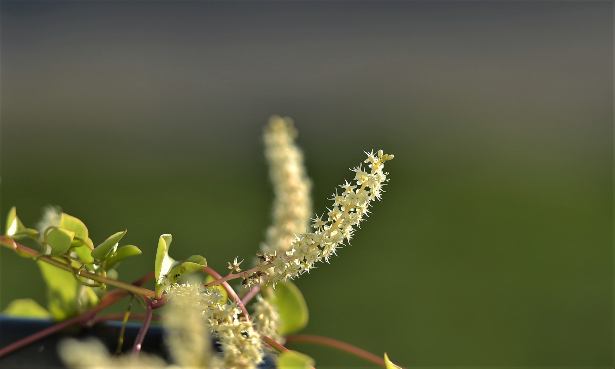 Nikon D4S sample photo. Flowers photography