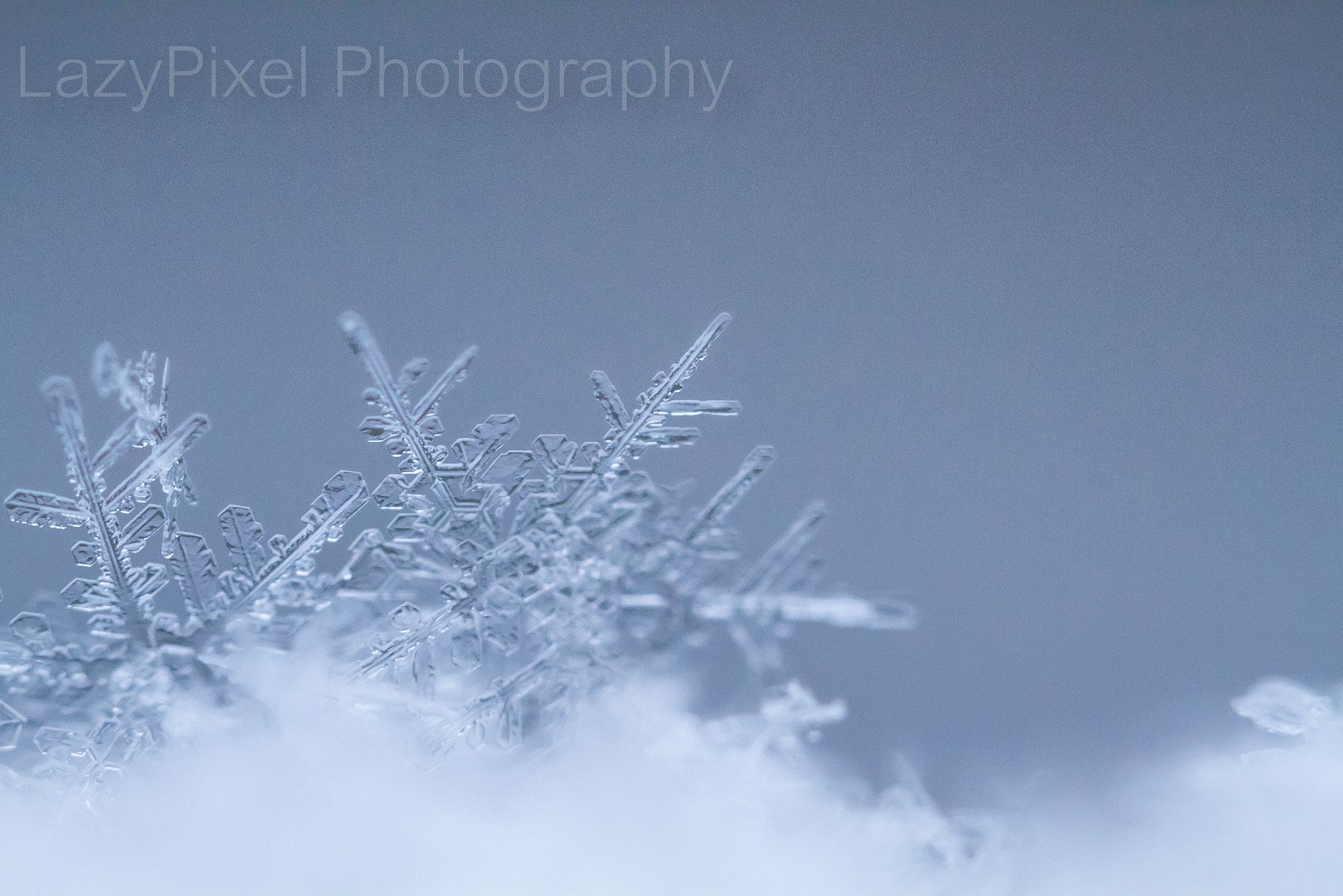 Canon EF-S 60mm F2.8 Macro USM sample photo. Snowflake photography