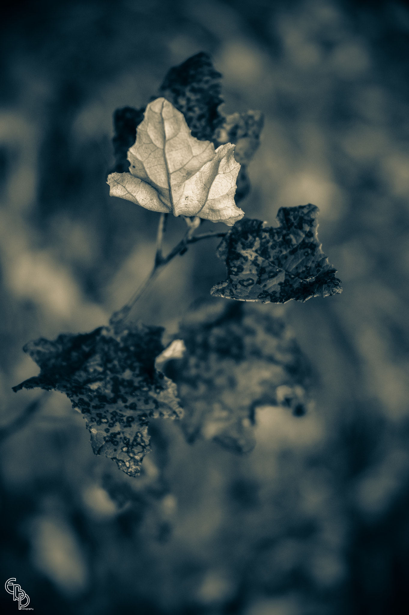 Nikon D3200 sample photo. Falling leaf photography
