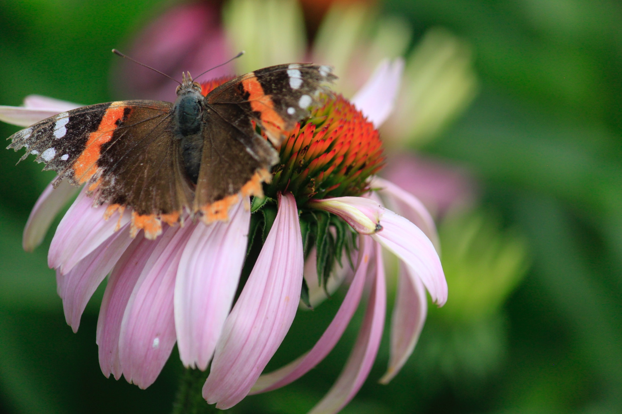 Canon EF-S 55-250mm F4-5.6 IS sample photo. Inperfections photography