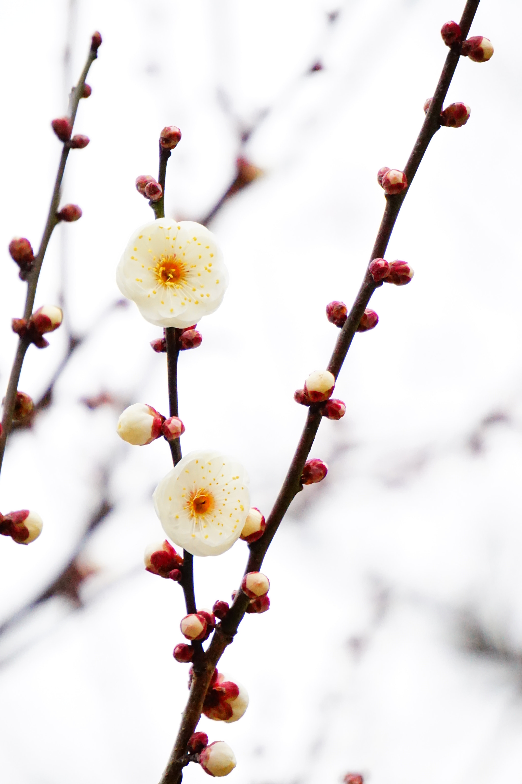 Sony E 55-210mm F4.5-6.3 OSS sample photo. 梅。 photography