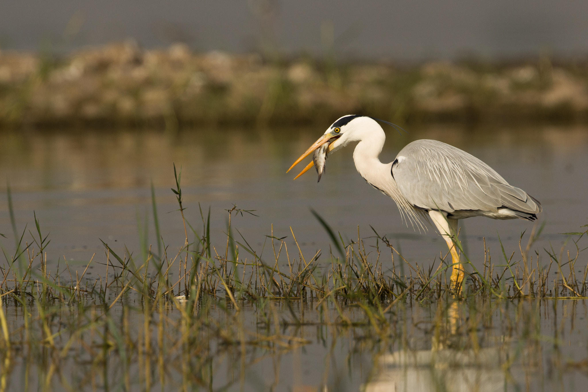 Canon EF 300mm F2.8L IS II USM sample photo. The grey heron (ardea cinerea) photography