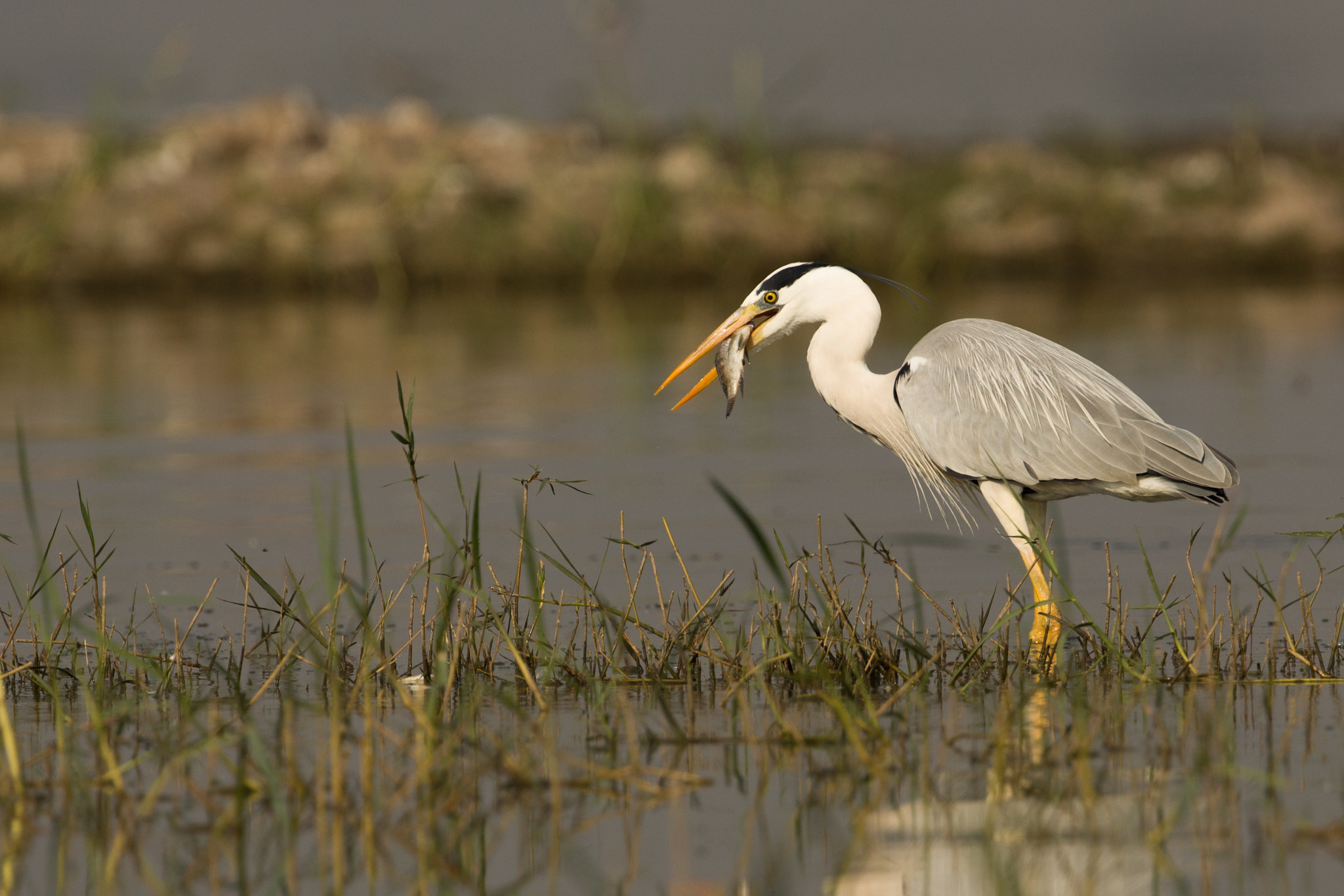 Canon EOS 700D (EOS Rebel T5i / EOS Kiss X7i) + Canon EF 300mm F2.8L IS II USM sample photo. The grey heron (ardea cinerea) photography