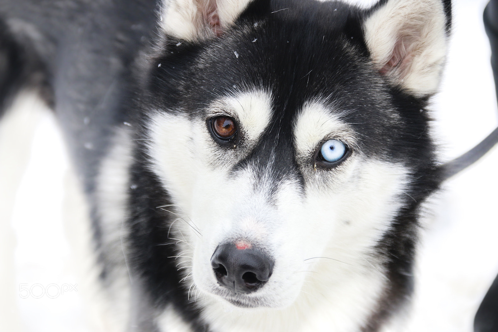 Canon EOS 70D sample photo. Diversity, difference idea, dog with different eye colors , blurred photo for background photography