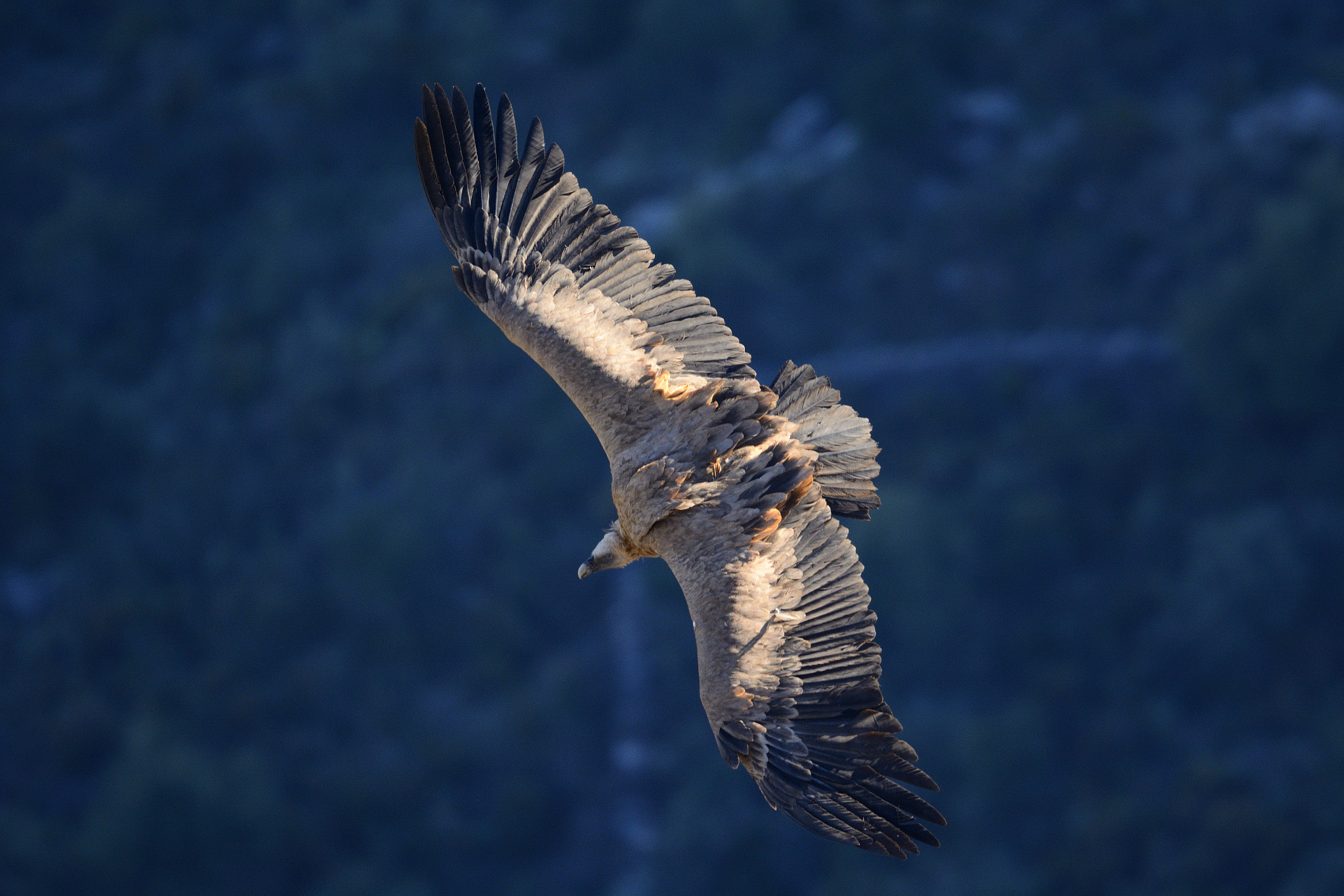 Sigma 150-600mm F5-6.3 DG OS HSM | S sample photo. Gyps fulvus photography