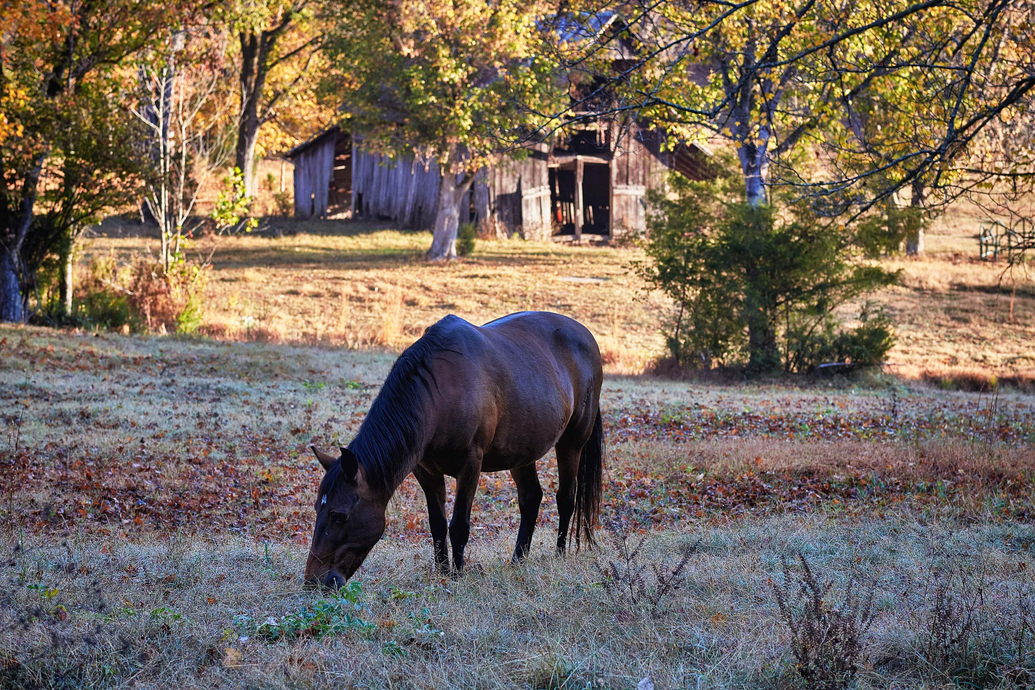 Nikon D610 + Nikon AF-S Nikkor 85mm F1.8G sample photo. Eating the bluegrass photography