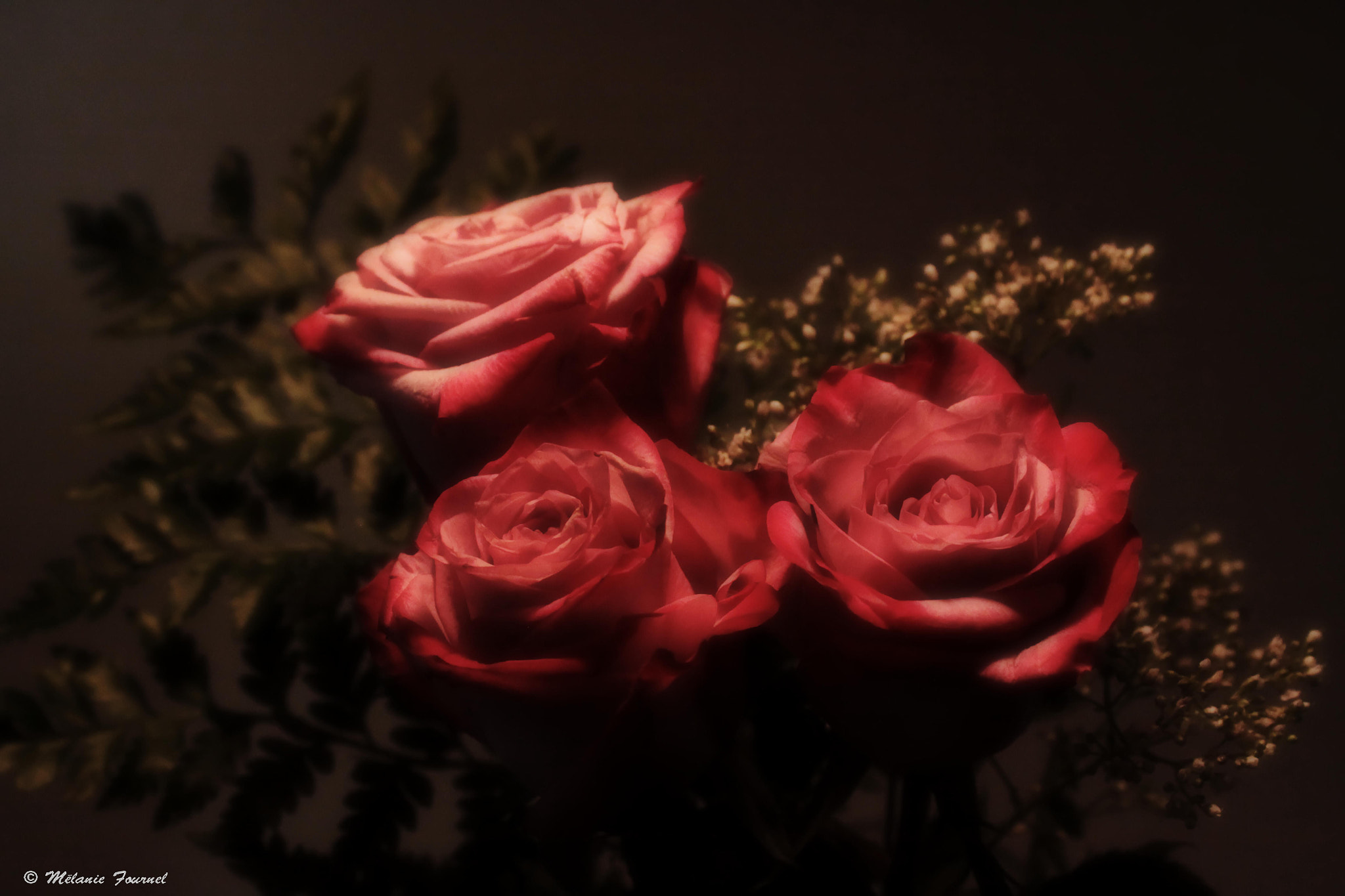 Canon EOS 50D + Canon EF 28-90mm f/4-5.6 sample photo. The roses of my little valentine photography