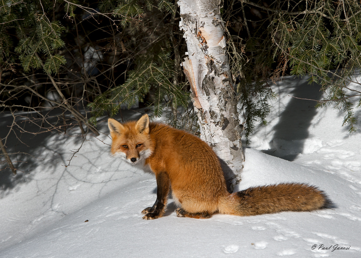 Nikon AF-S Nikkor 200-400mm F4G ED-IF VR sample photo. Red fox photography