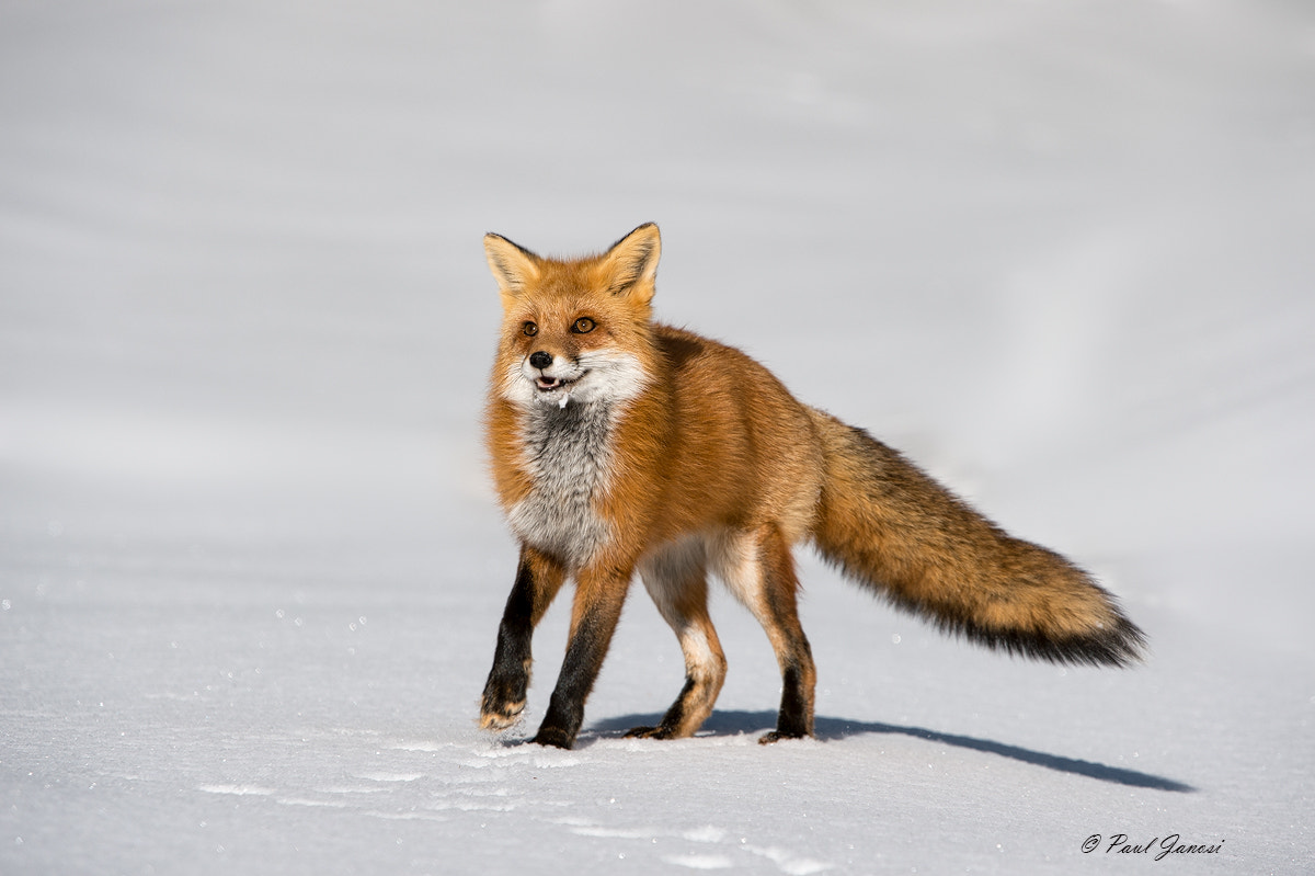 Nikon D4S + Nikon AF-S Nikkor 200-400mm F4G ED-IF VR sample photo. Red fox photography