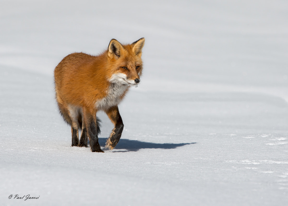 Nikon D4S + Nikon AF-S Nikkor 200-400mm F4G ED-IF VR sample photo. Red fox photography