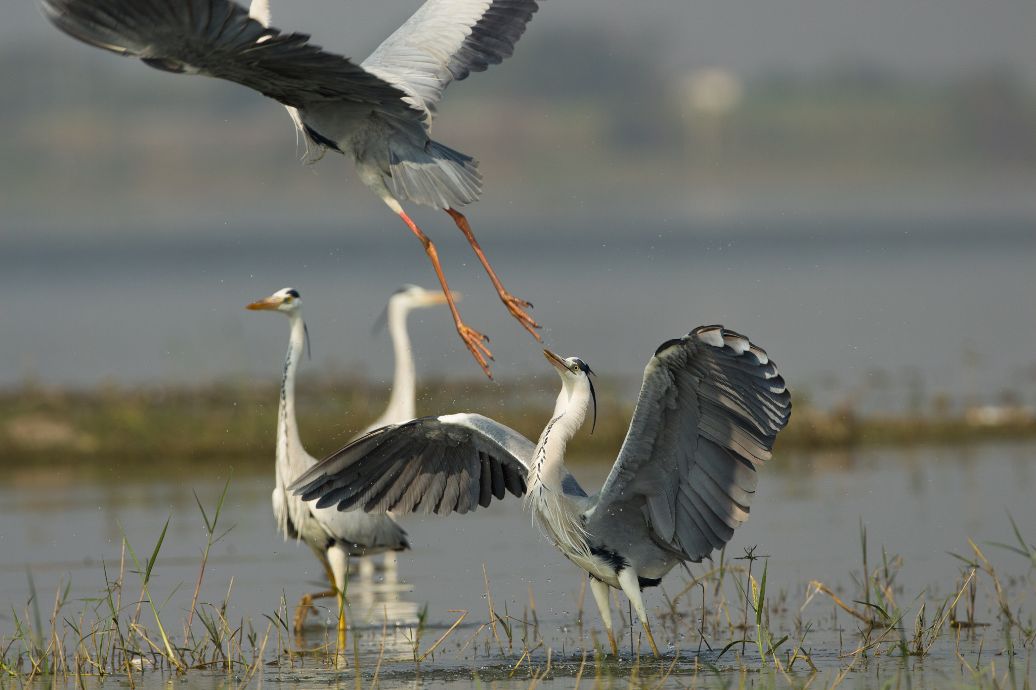 Canon EOS 700D (EOS Rebel T5i / EOS Kiss X7i) + Canon EF 300mm F2.8L IS II USM sample photo. The grey heron (ardea cinerea) photography