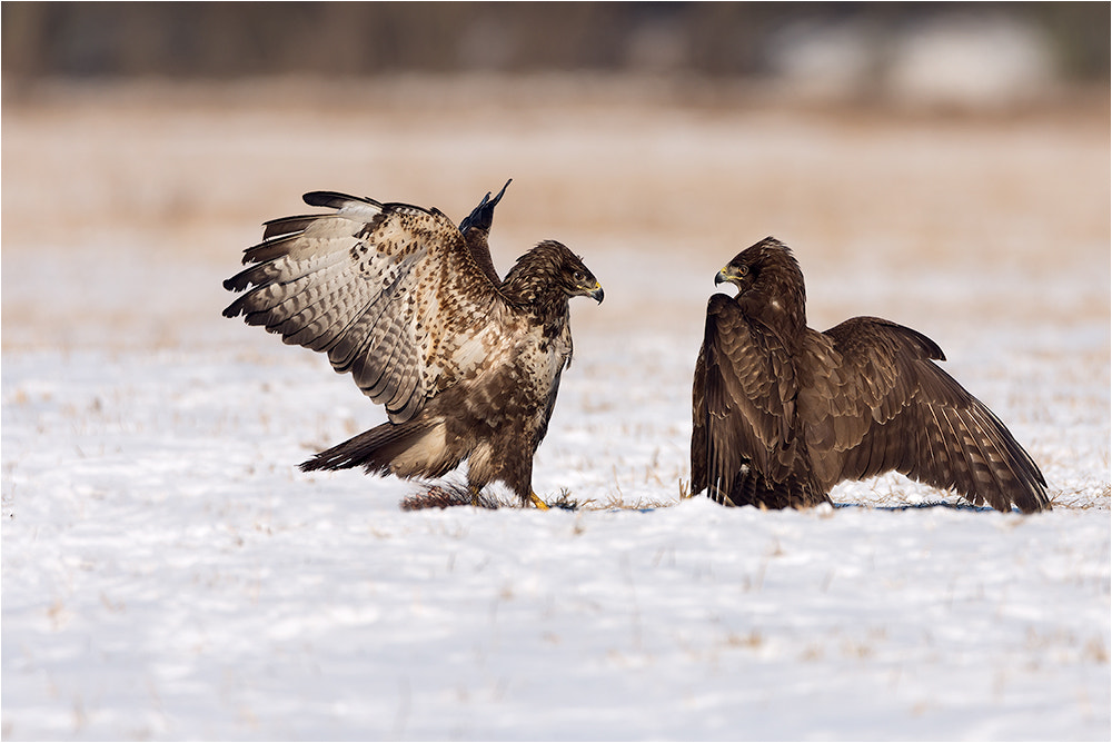 Nikon D7200 sample photo. Attention!!! common buzzard/mäusebussard photography