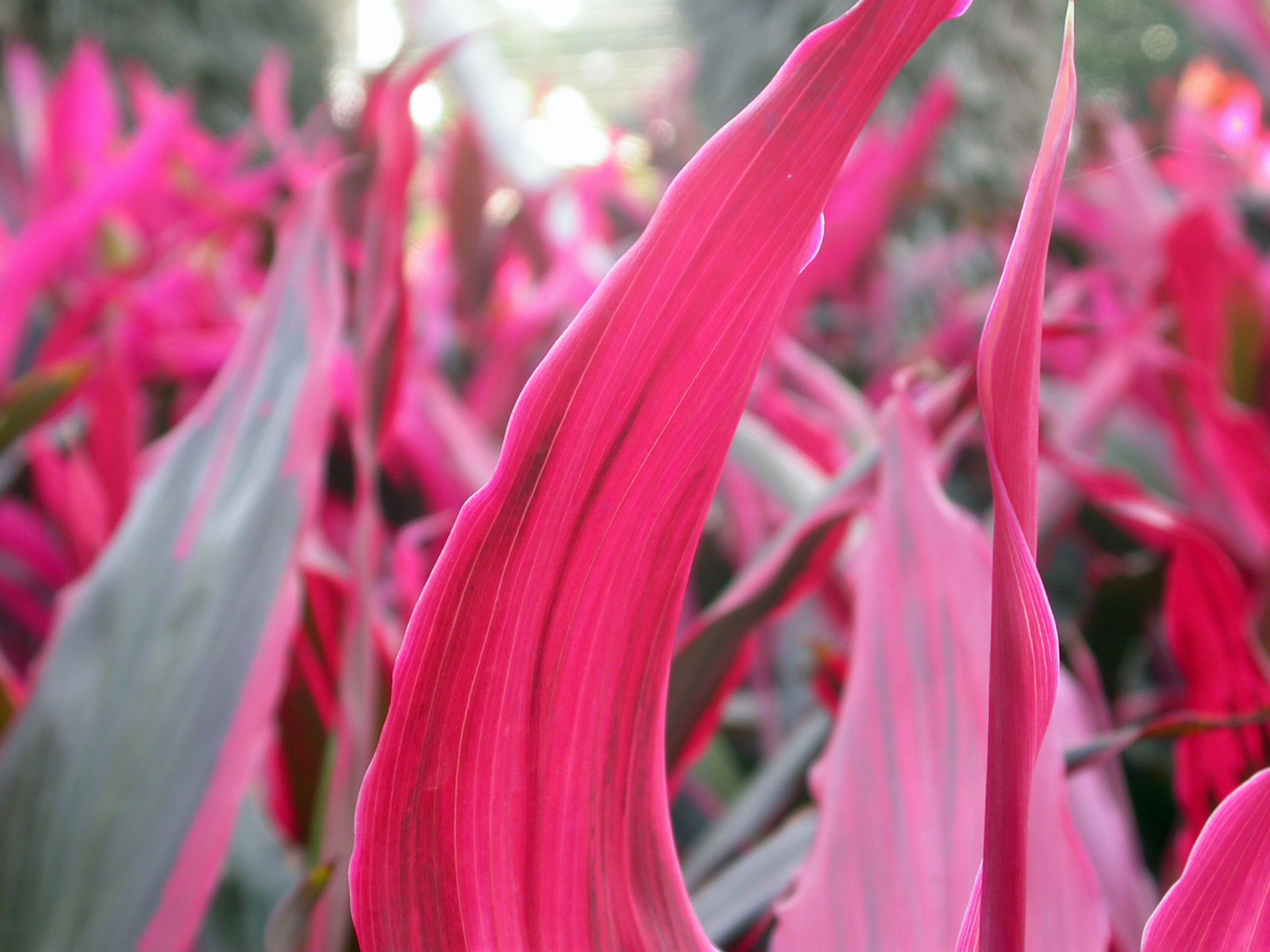 Nikon E4500 sample photo. Flower photography