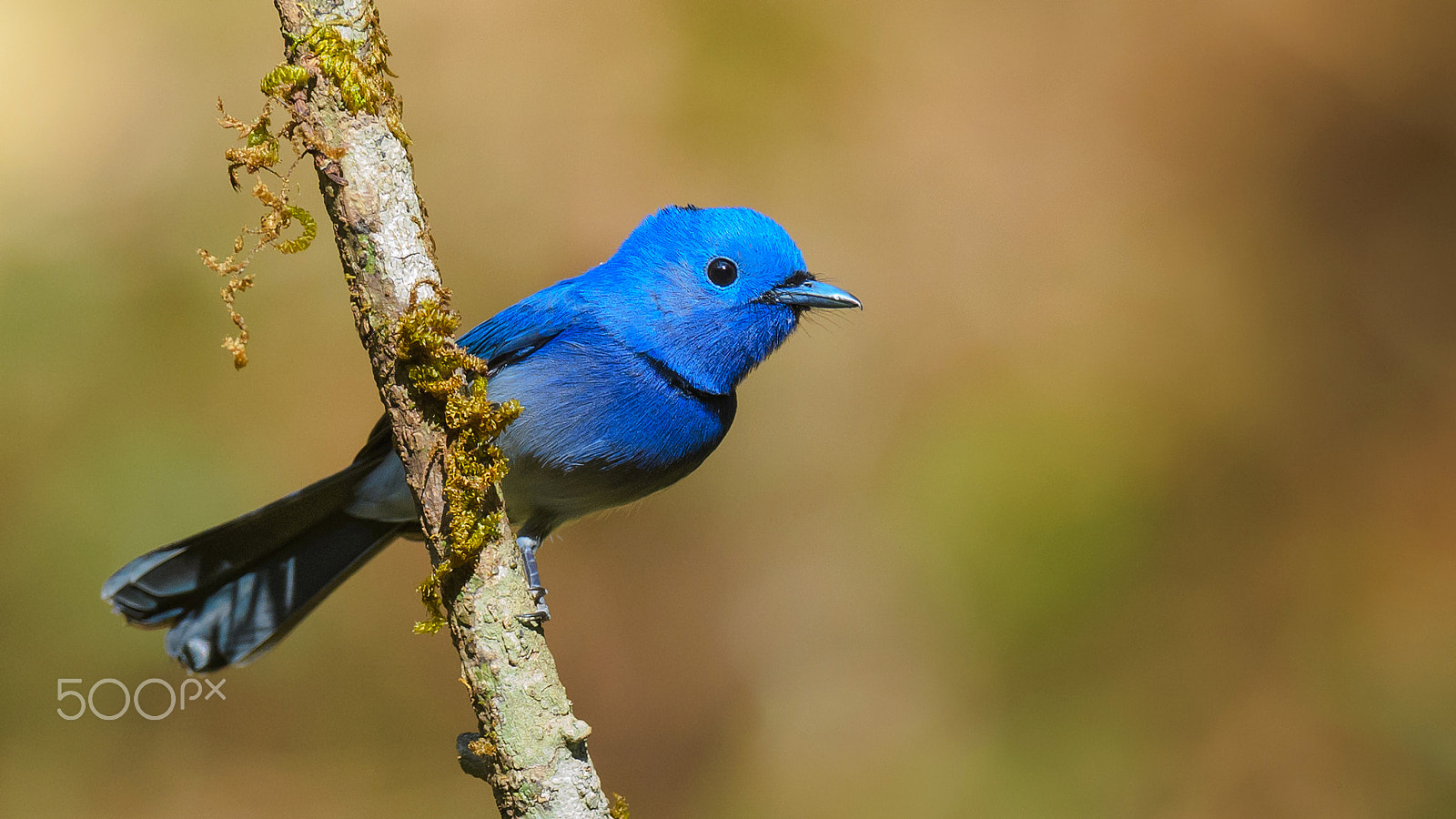 Nikon AF-S Nikkor 600mm F4E FL ED VR sample photo. Black naped monarch photography