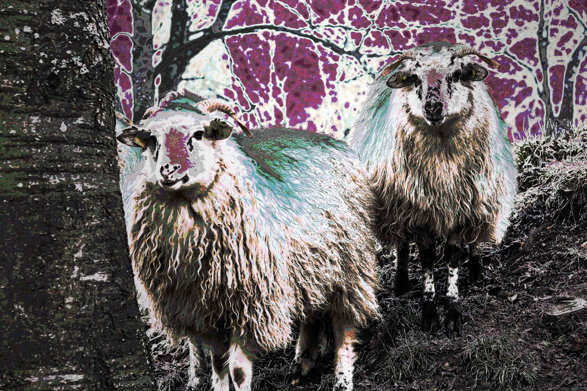 Canon EOS 450D (EOS Rebel XSi / EOS Kiss X2) + Canon EF 50mm F1.8 STM sample photo. Sheep look at you photography
