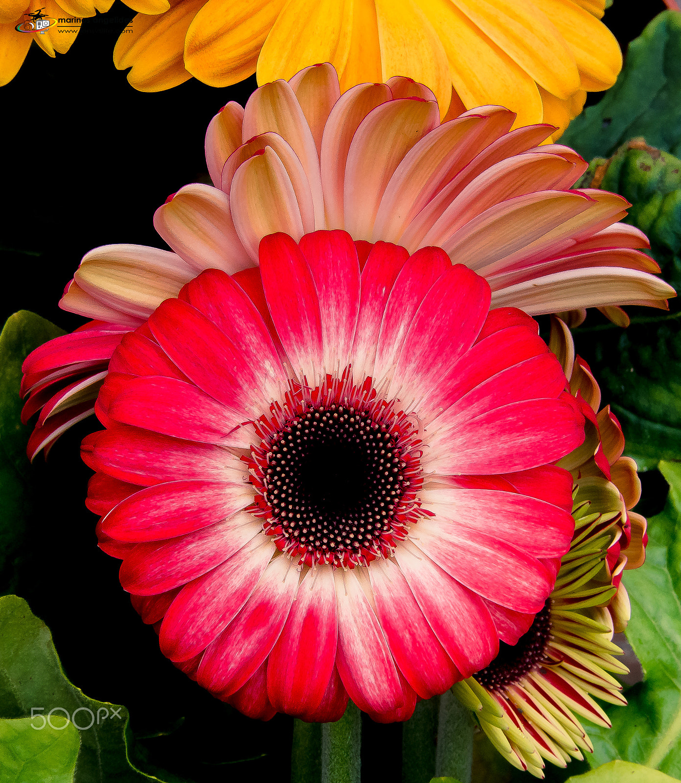 Nikon D7200 + Sigma 24-105mm F4 DG OS HSM Art sample photo. Red daisy photography