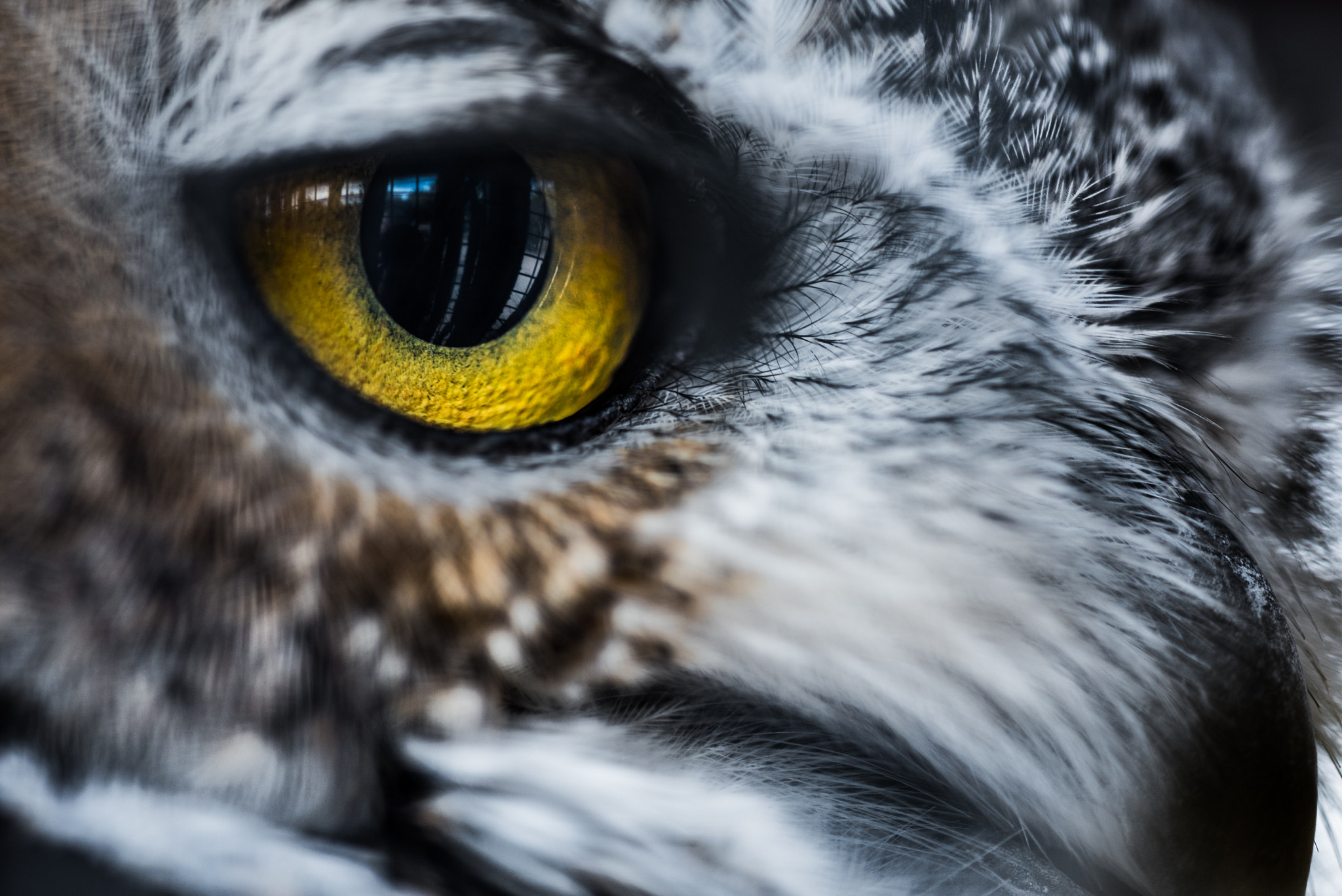 Nikon D810 + Sigma 150mm F2.8 EX DG Macro HSM sample photo. Great horned eye photography