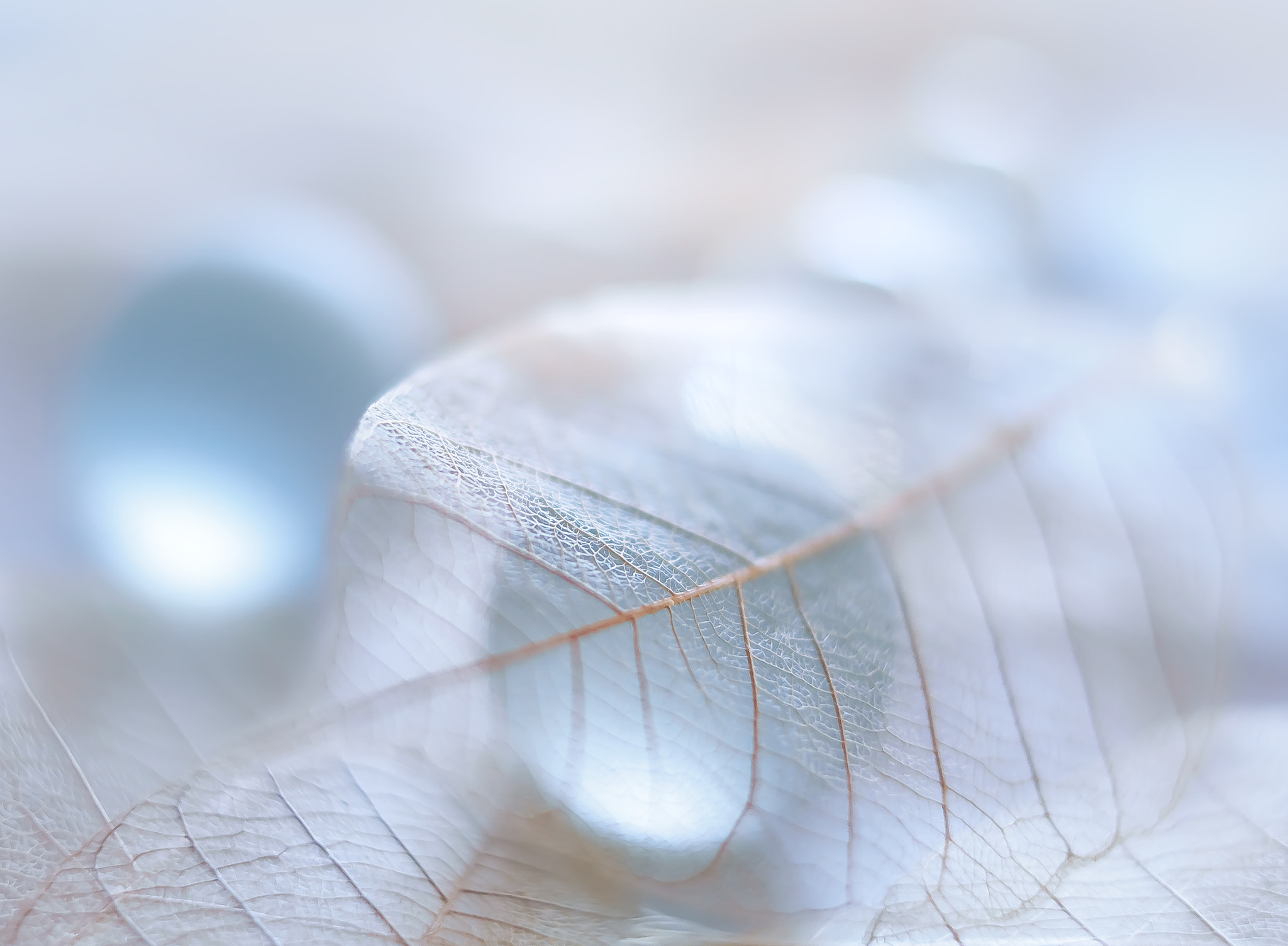 Olympus OM-D E-M10 + Olympus M.Zuiko Digital 45mm F1.8 sample photo. Soft, light and blue photography