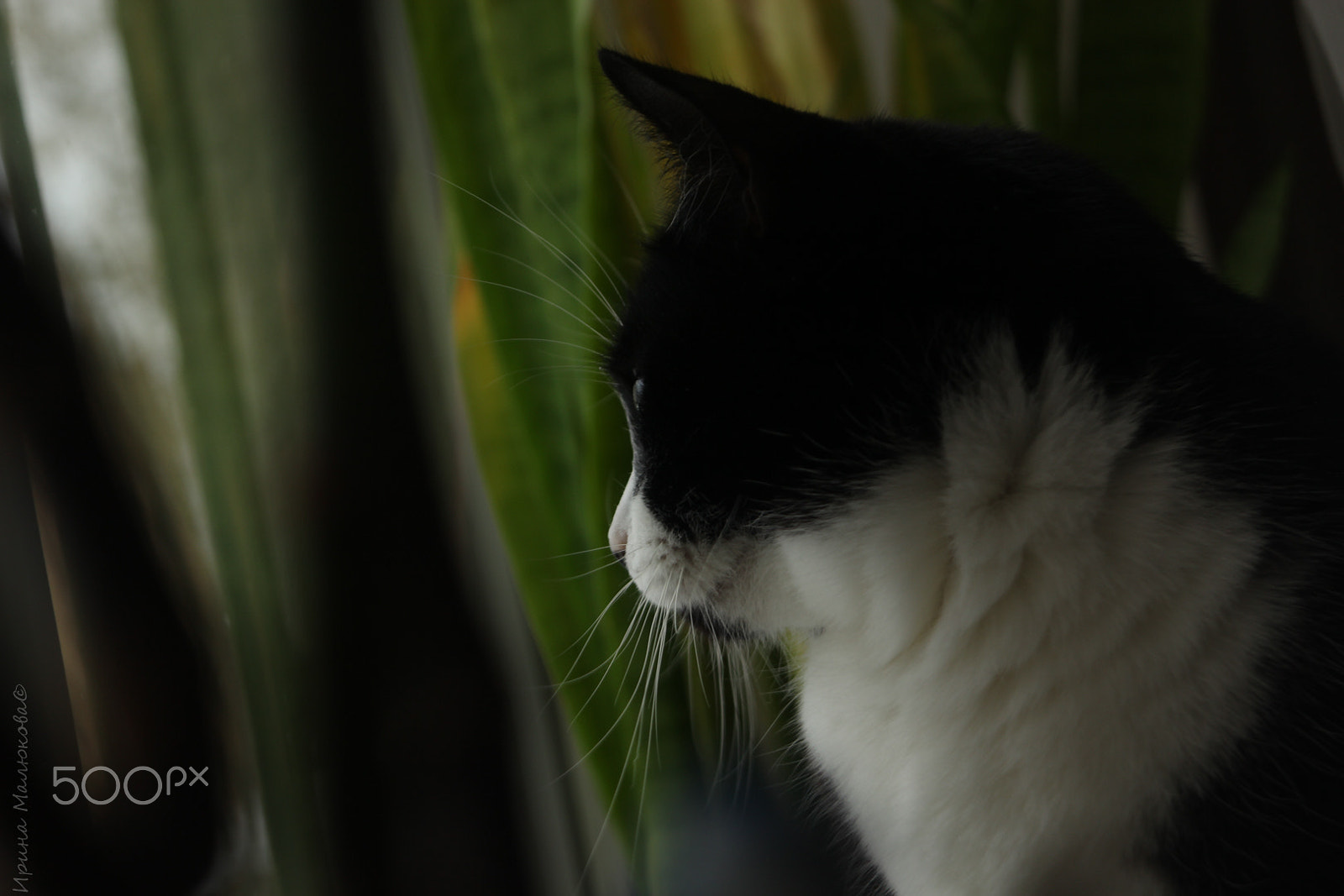 Canon EF 35-80mm f/4-5.6 sample photo. Jungle cat photography
