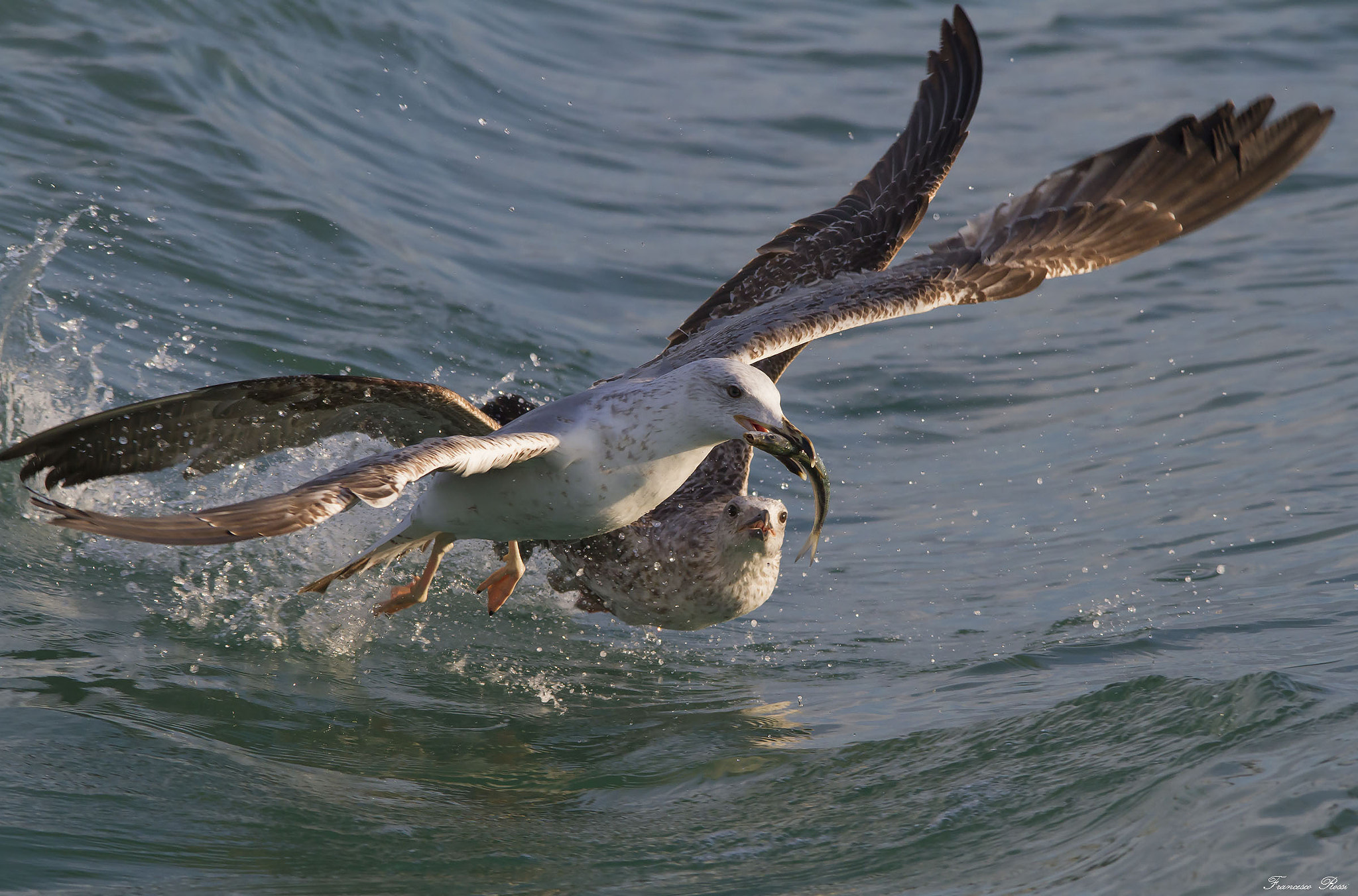 Sigma 150-500mm F5-6.3 DG OS HSM sample photo. Herring gulls, gabbiani reali photography