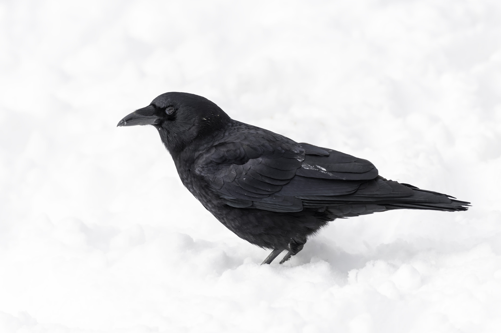 Nikon D4 sample photo. A crow in the snow... photography