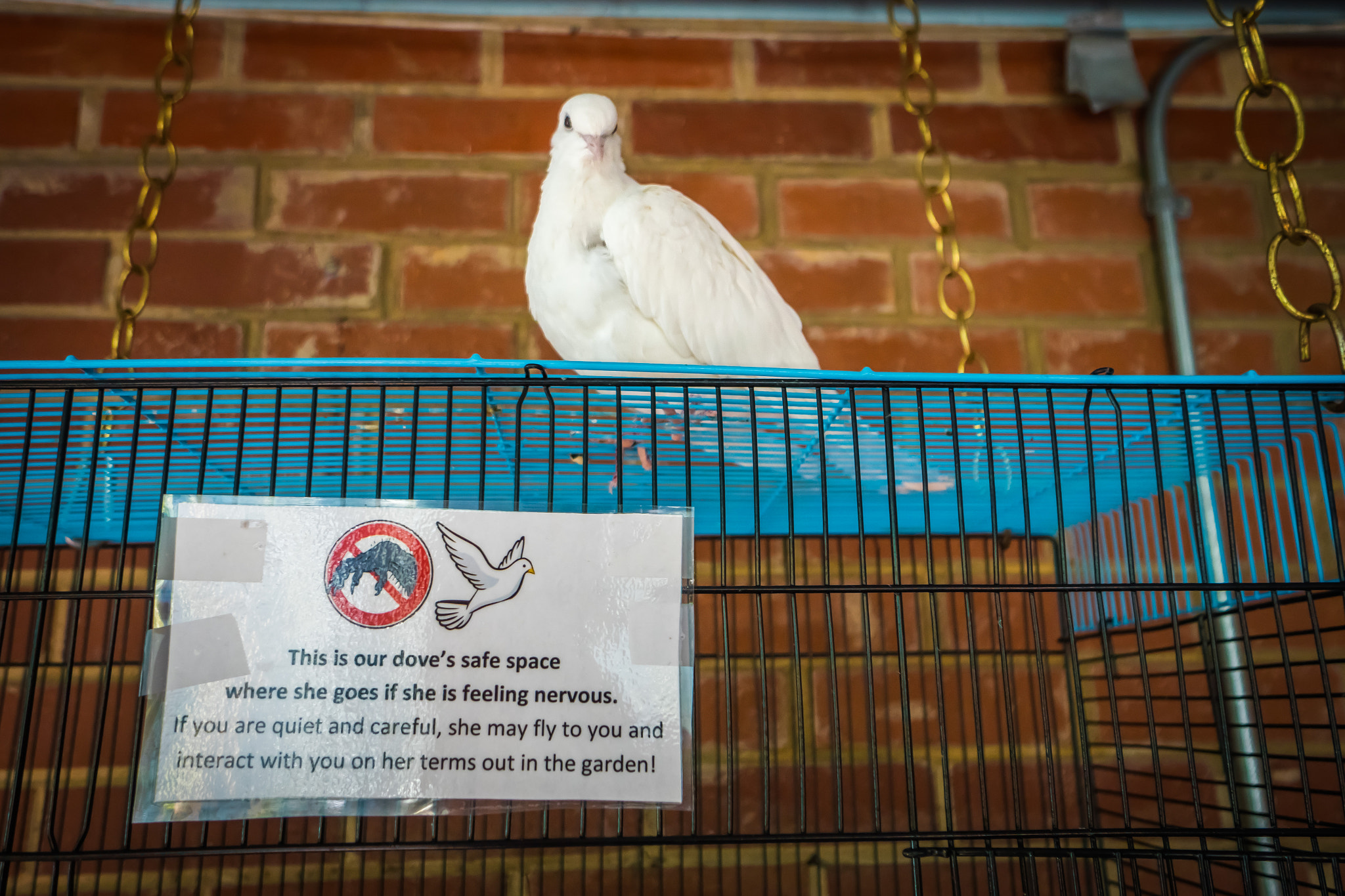 Sony a6300 + Sony E 10-18mm F4 OSS sample photo. "the dove's safe space" #photojambo photography