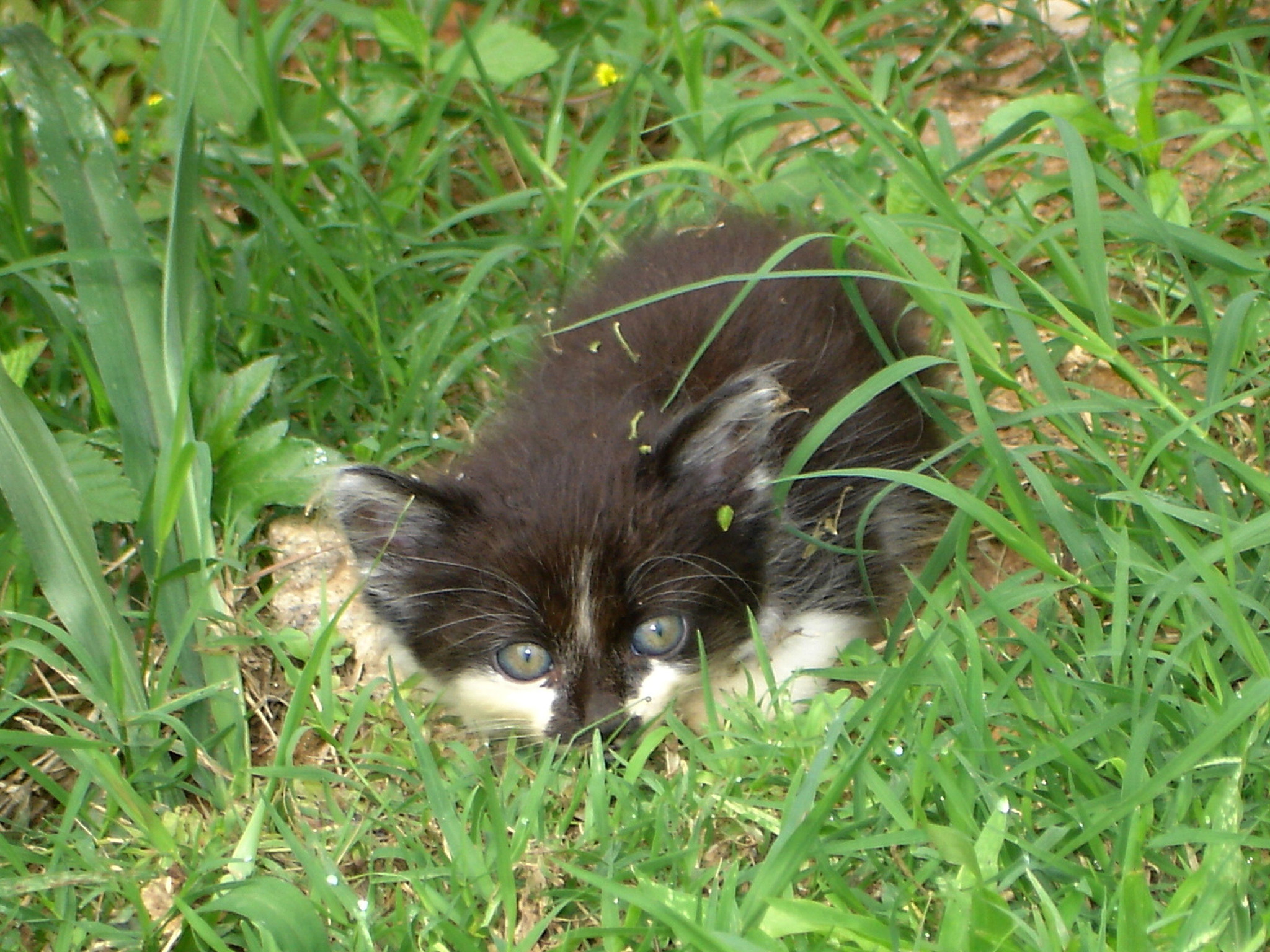 Sony DSC-W1 sample photo. Kitten img photography