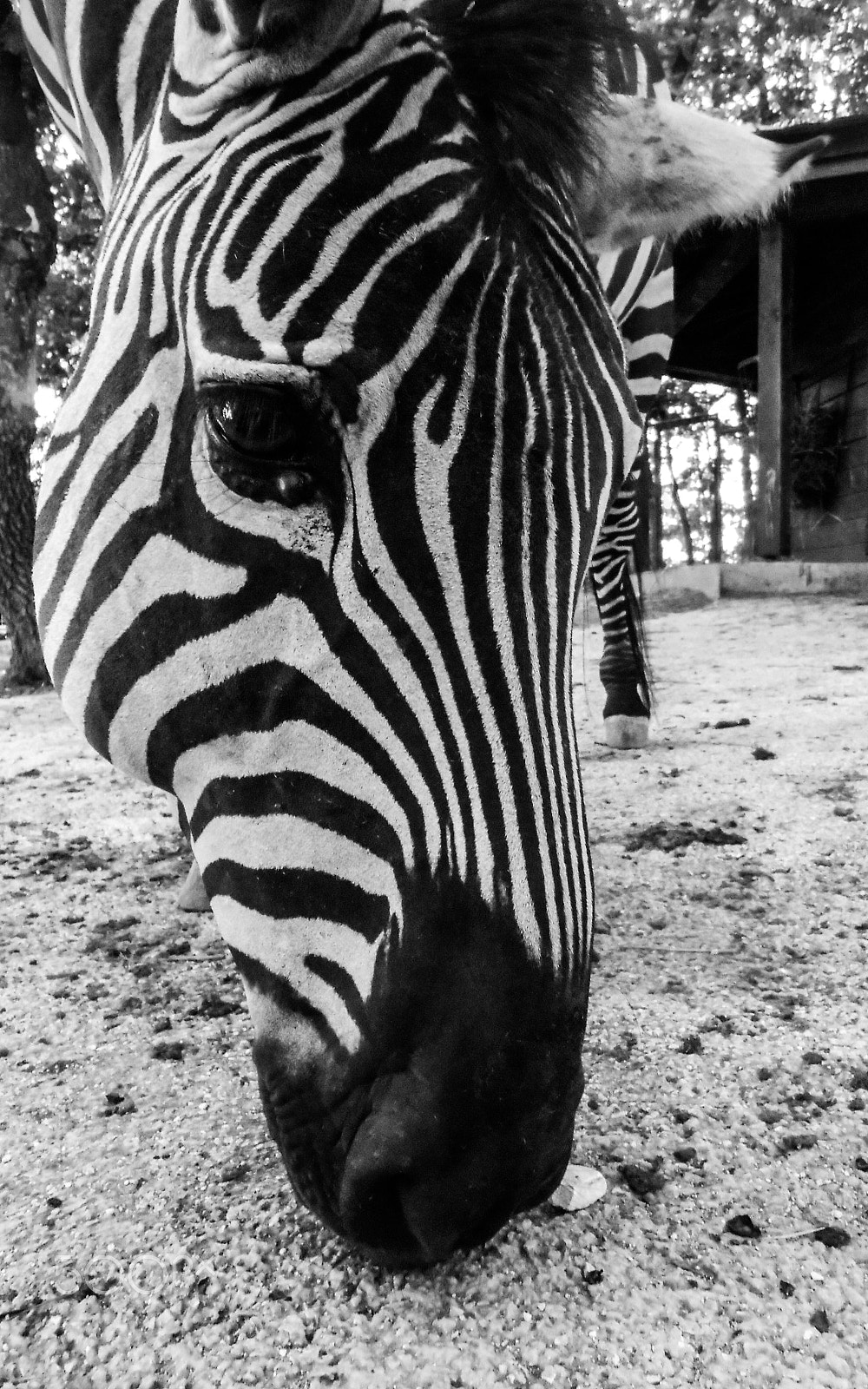 Nikon Coolpix S3300 sample photo. Zebra photography