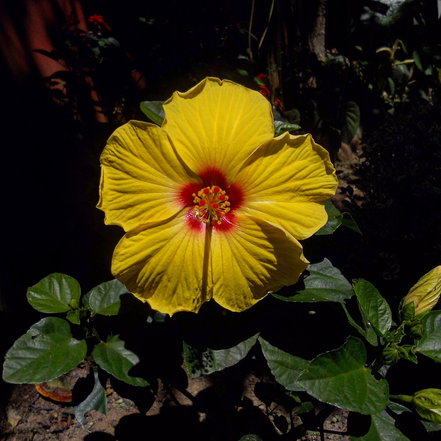 Nikon Coolpix S4000 sample photo. Flower img photography