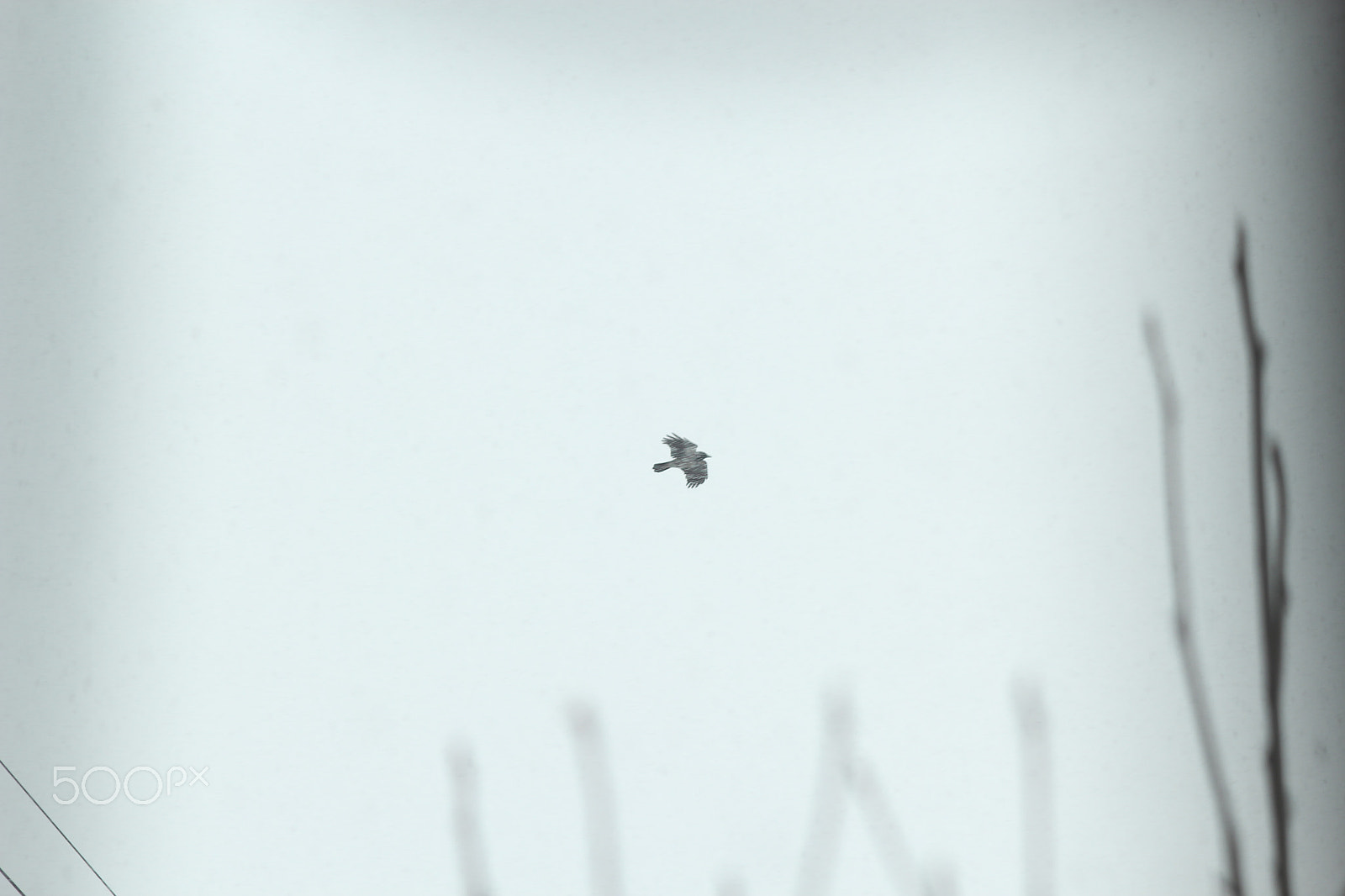 Canon EF 35-80mm f/4-5.6 sample photo. Winter bird photography