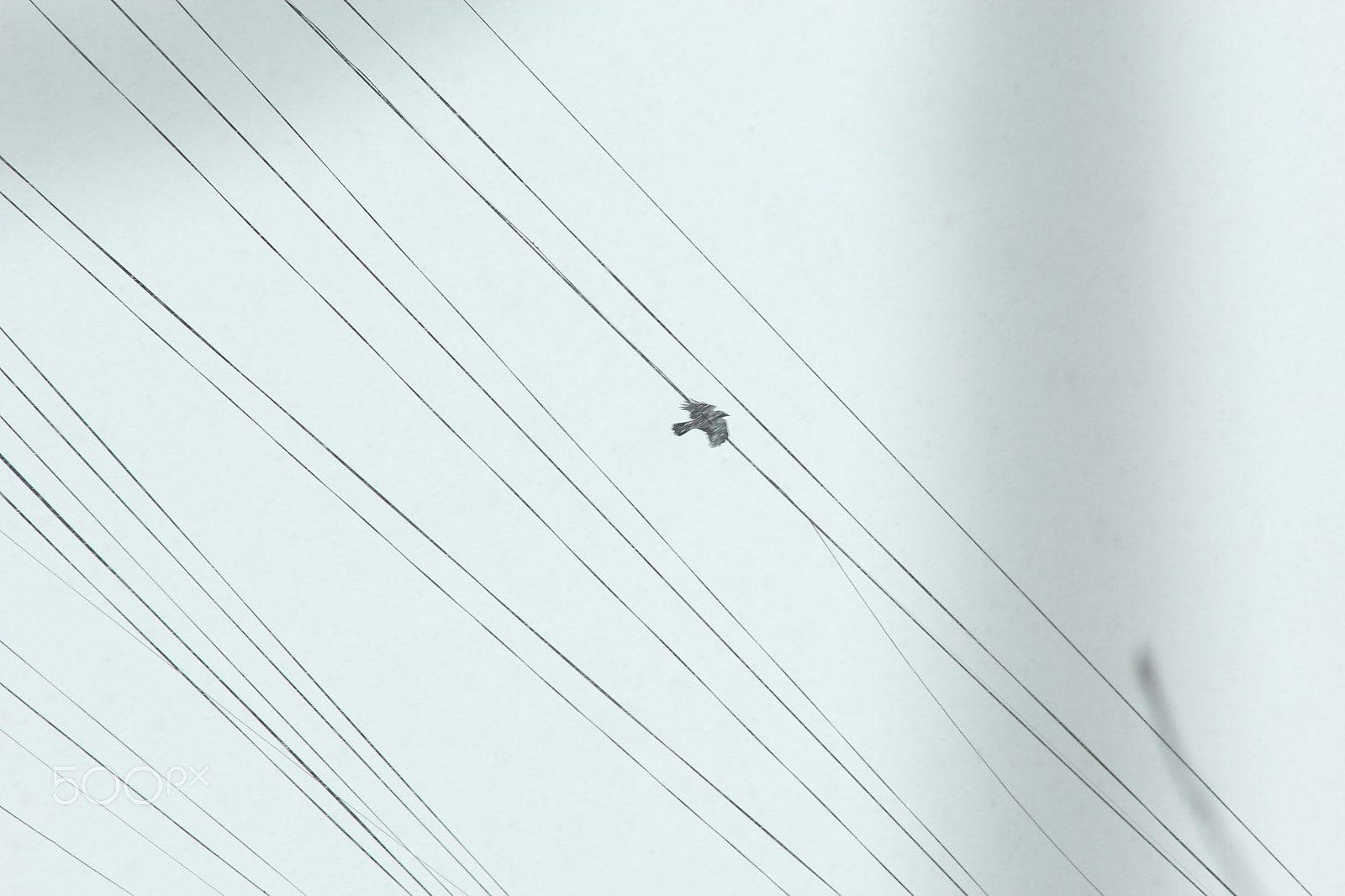 Canon EF 35-80mm f/4-5.6 sample photo. Bird sound photography
