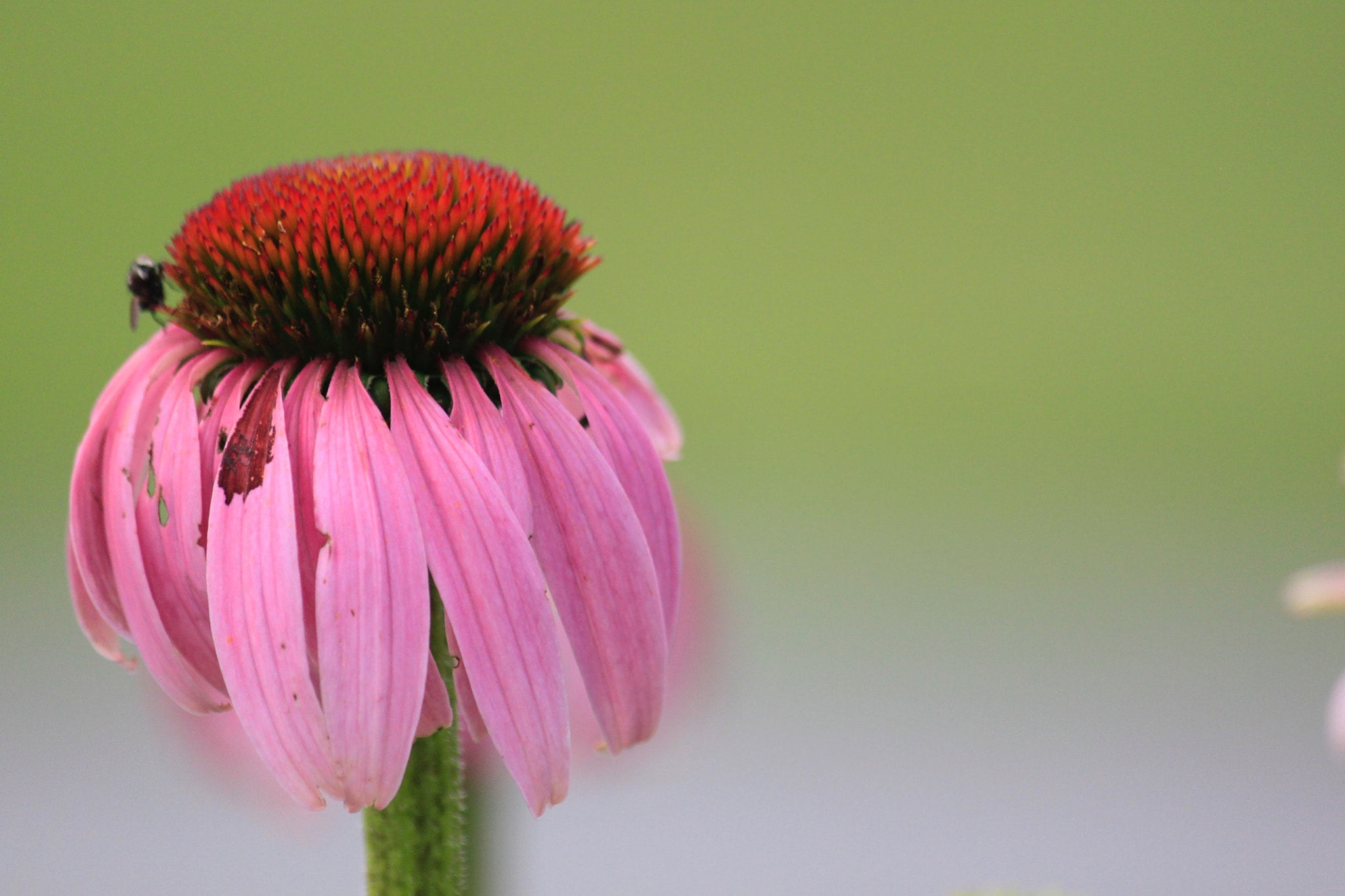 Canon EF-S 55-250mm F4-5.6 IS sample photo. Hanging flower photography