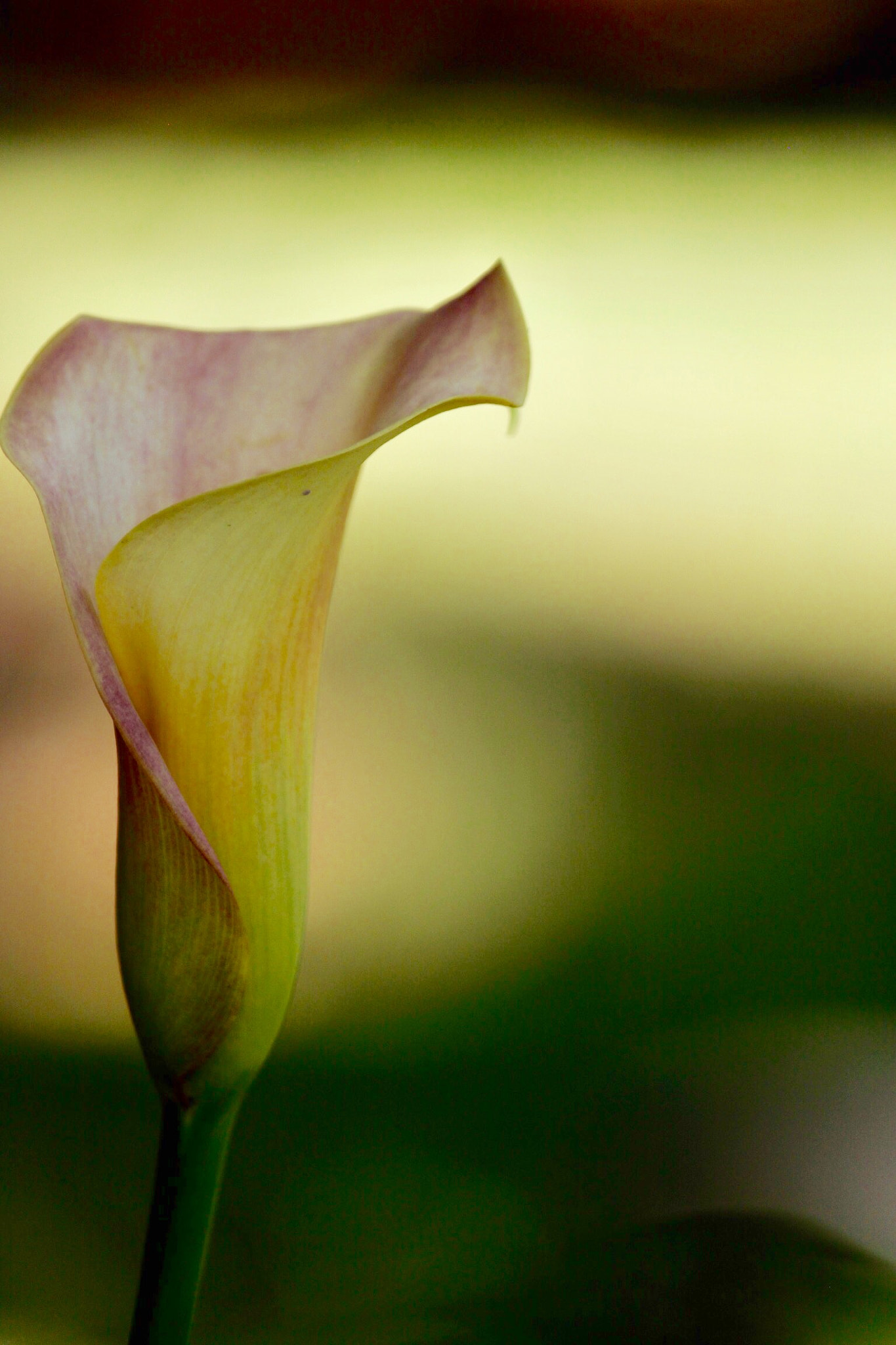 Canon EF-S 55-250mm F4-5.6 IS sample photo. Arum lily photography