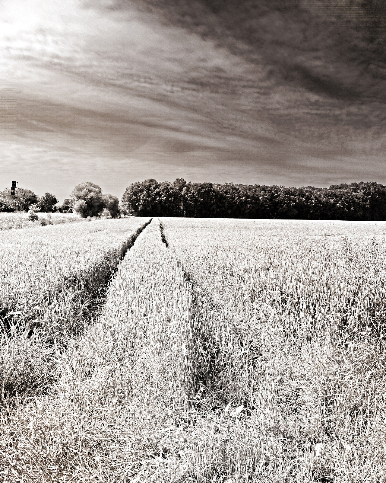 Panasonic Lumix DMC-G3 sample photo. Tracks in the field photography
