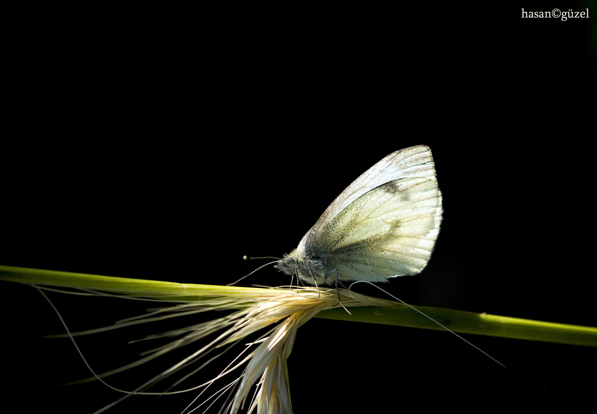 Sigma 105mm F2.8 EX DG OS HSM sample photo. Kopya h photography