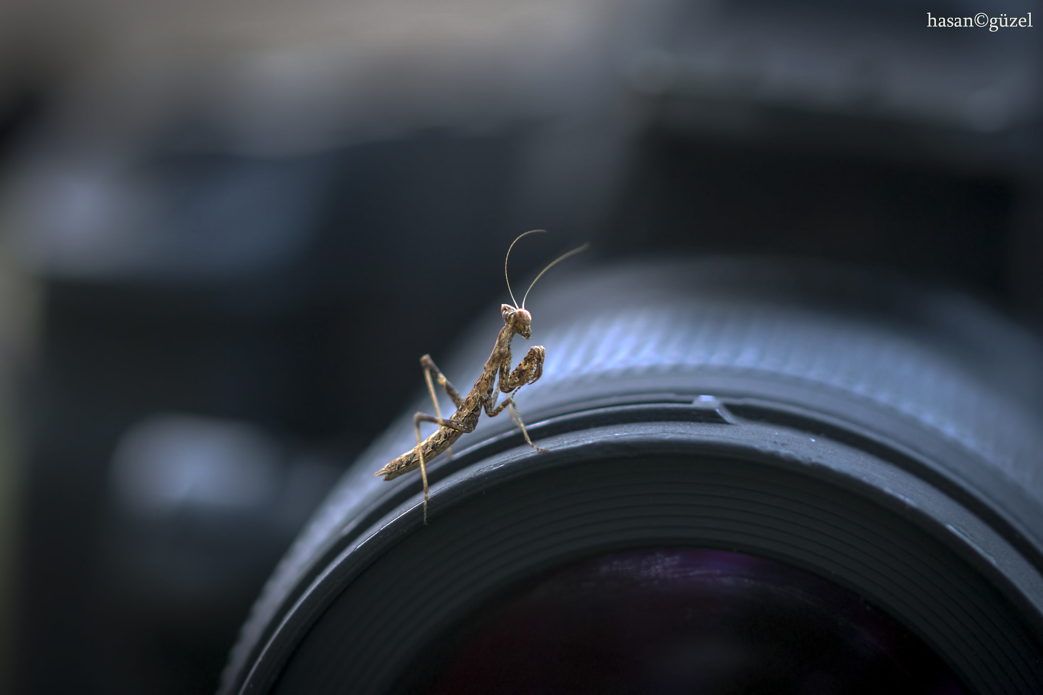 Sigma 105mm F2.8 EX DG OS HSM sample photo. Kopya h photography